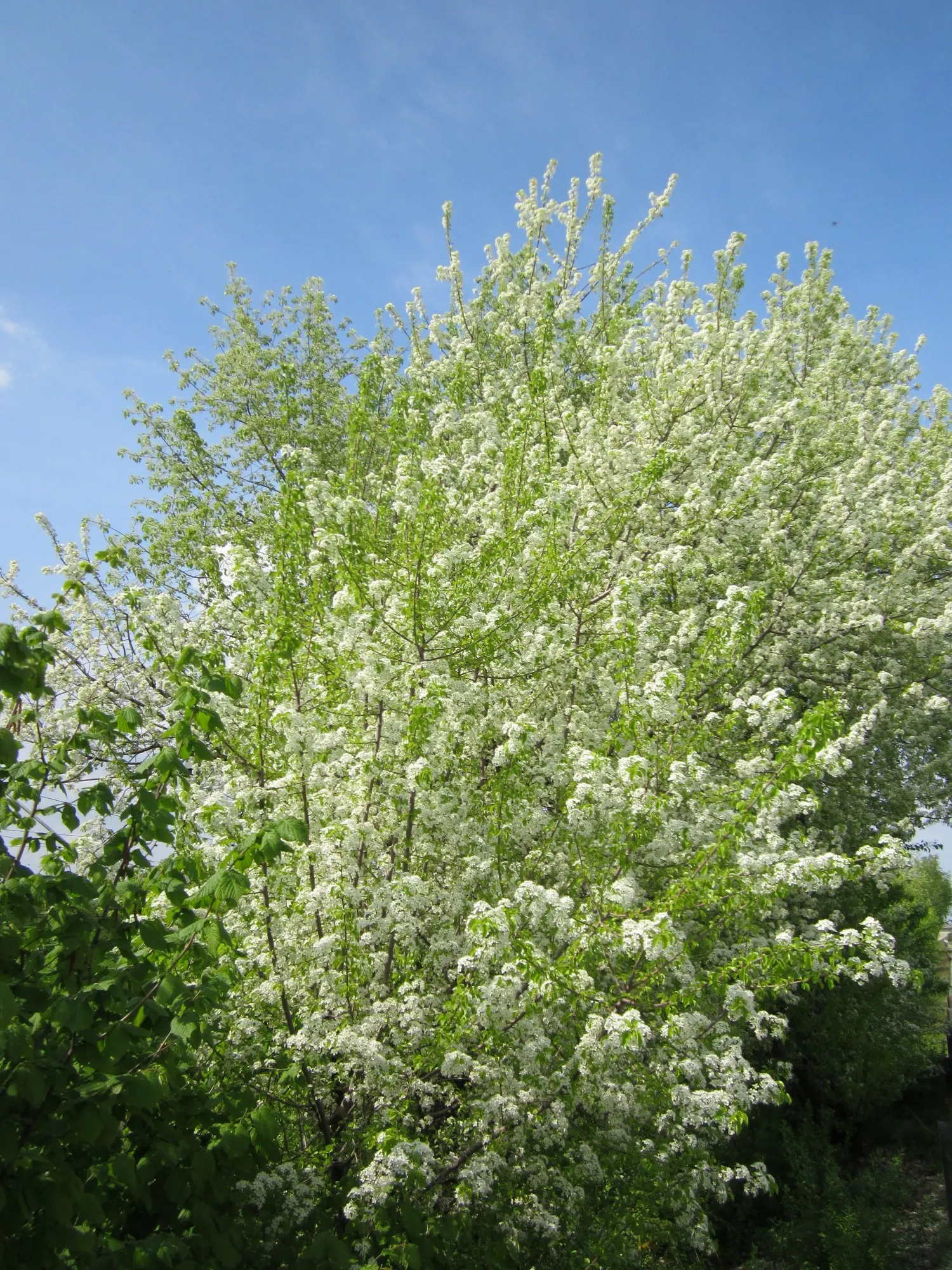 Sweet Cherry (Prunus Avium) — depending on local climate conditions