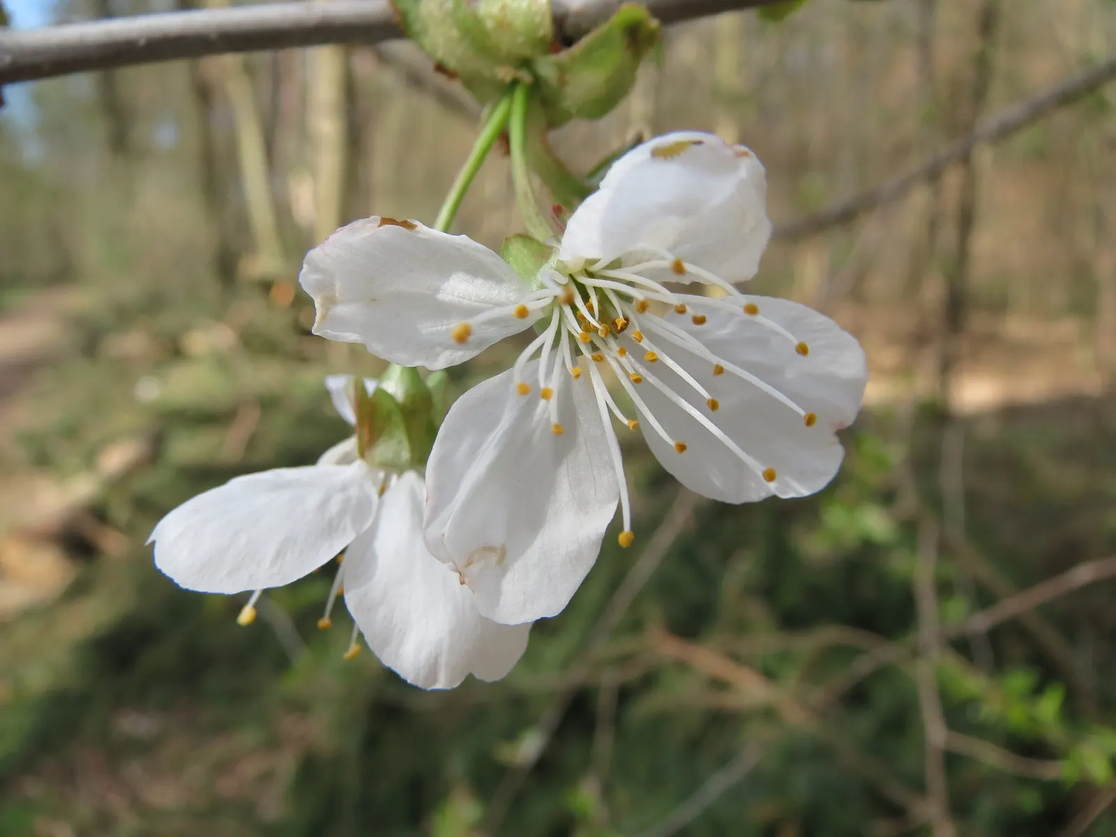 Sweet Cherry (Prunus Avium) — Reaching heights of 15 to 30 feet; this species features a smooth, image 92