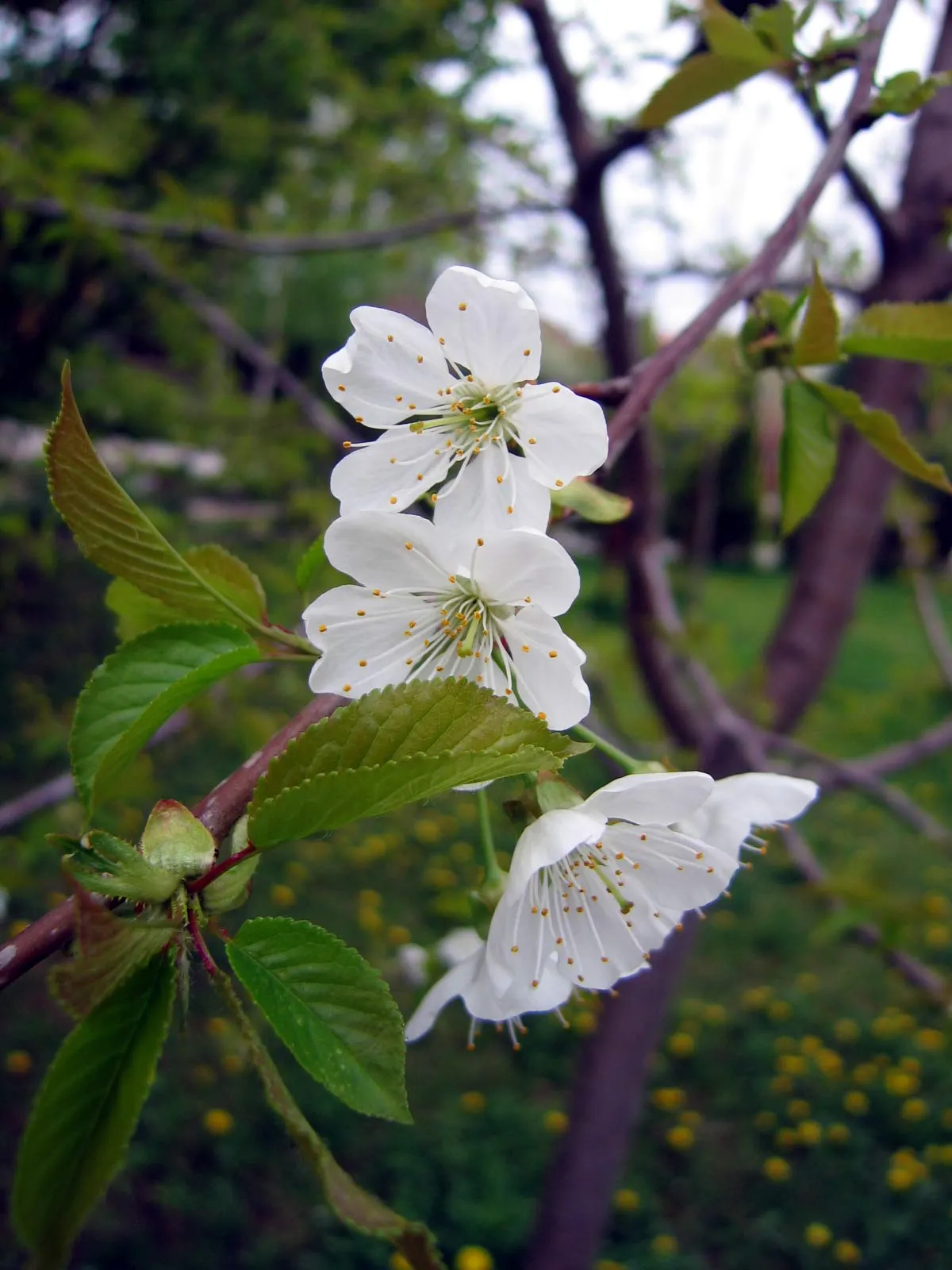 Sweet Cherry (Prunus Avium) — Mature specimens can reach heights between 20 to 30 feet with an almost equal spread; tree for full, image 99
