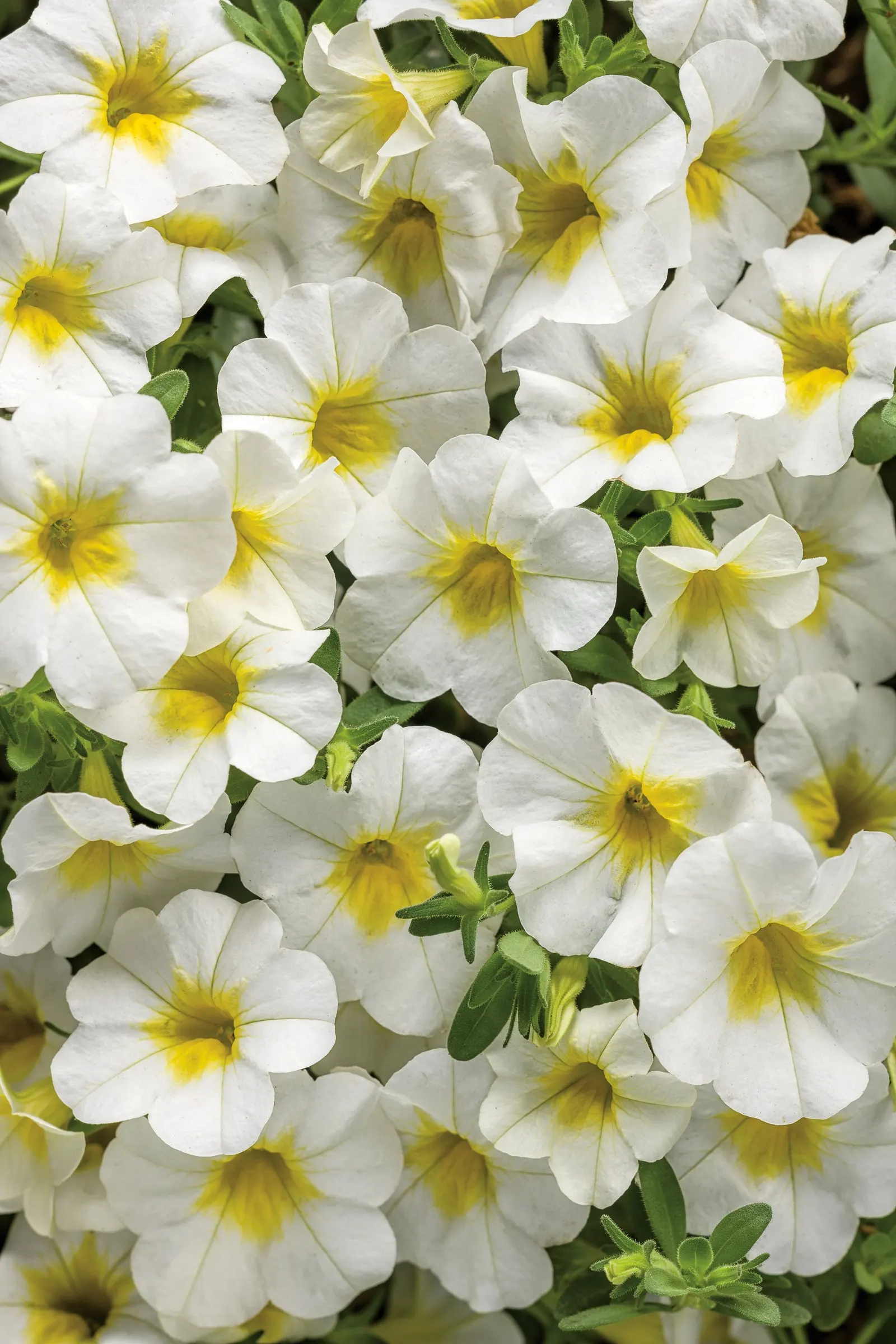 Over Easy™ II Calibrachoa — where mild winters allow it to persist.<br><br>This calibrachoa performs best in part sun to full sun