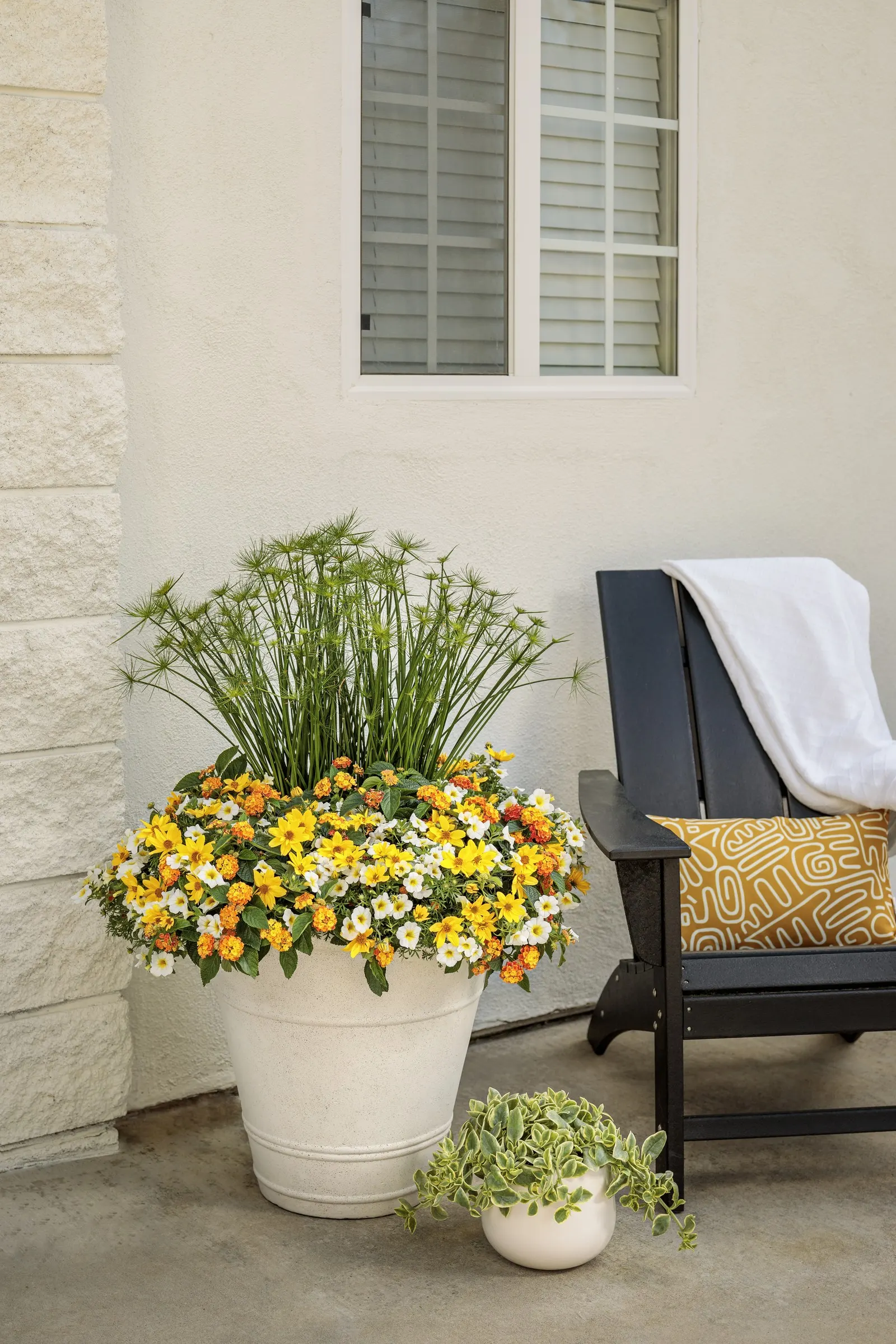 Over Easy™ II Calibrachoa — with a graceful spill that suits the front edge of mixed containers