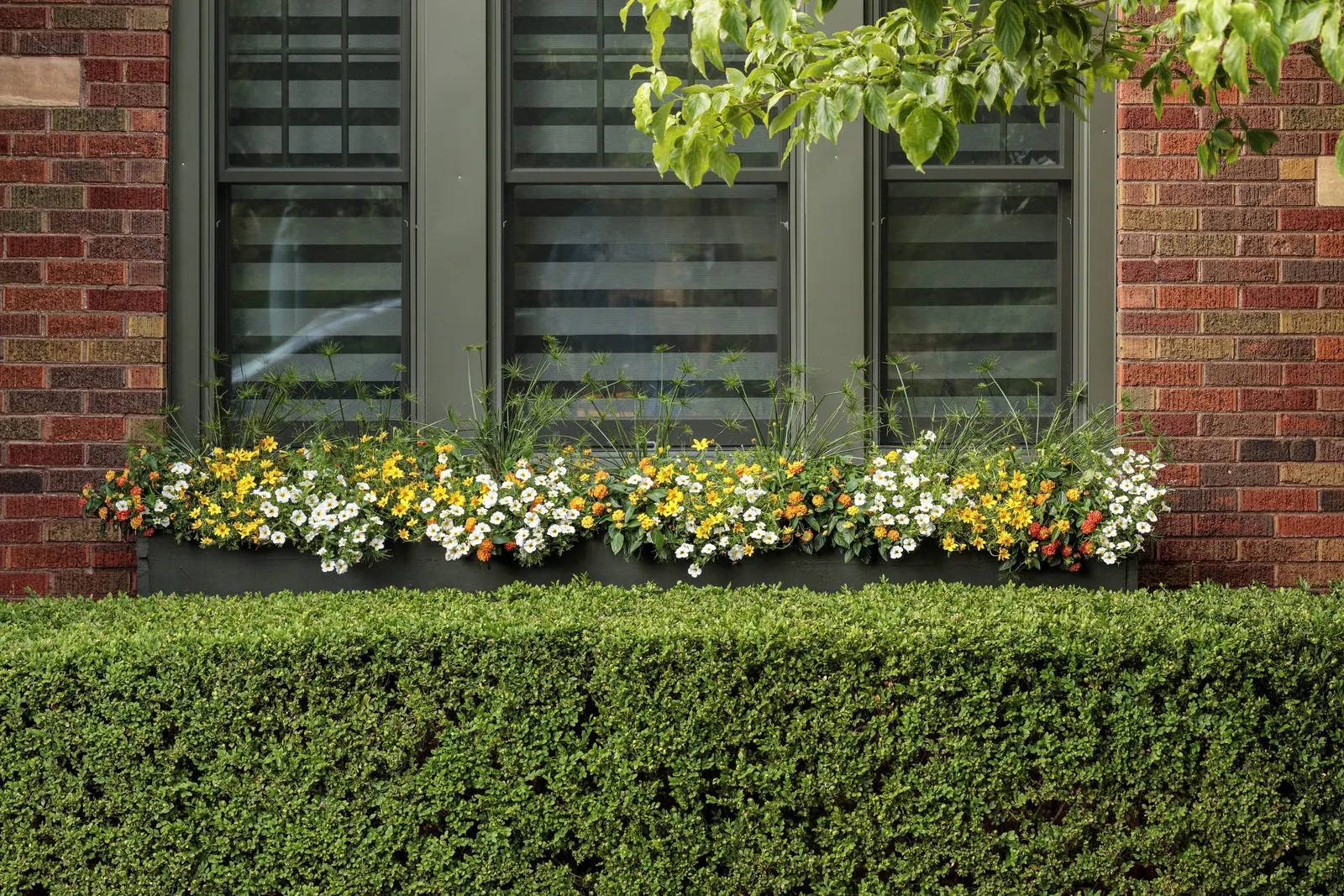 Over Easy™ II Calibrachoa — The Calibrachoa Over Easy™ II is a mounding-trailing annual covered in bright white