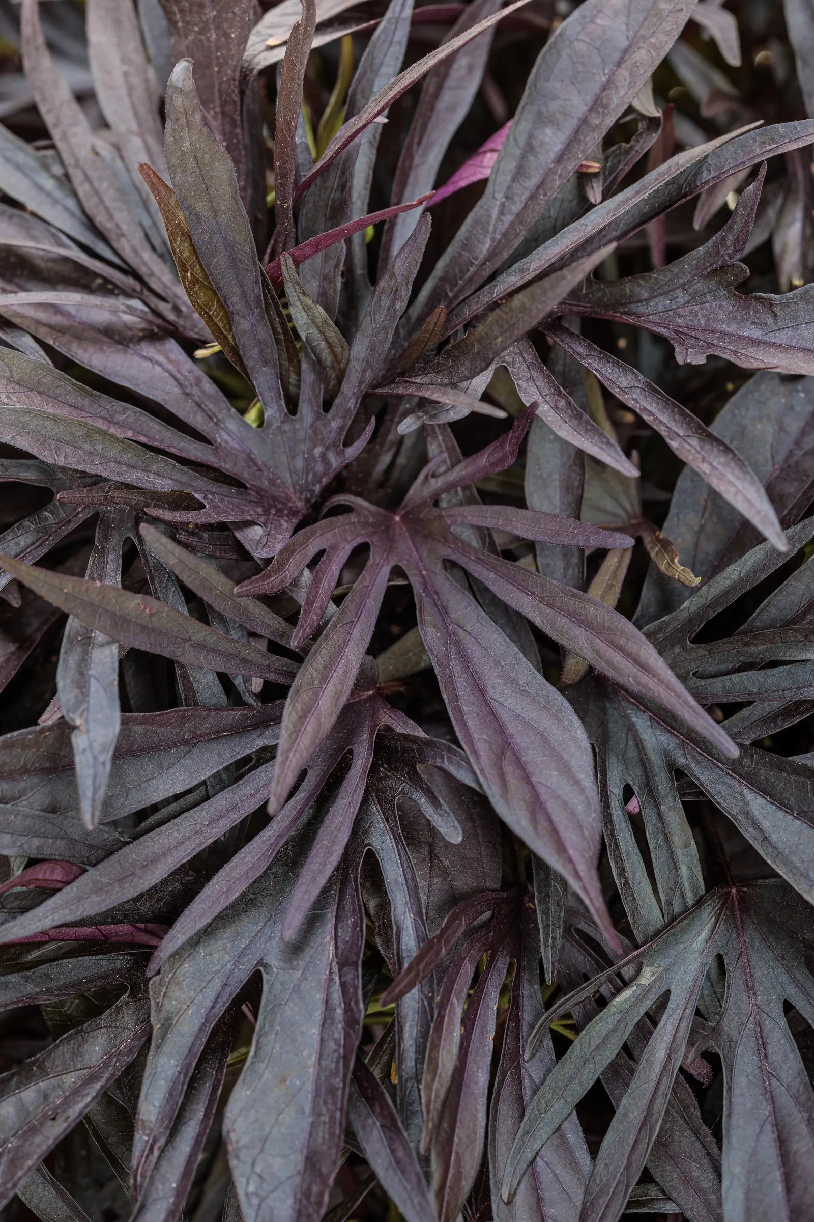 Medusa™ Black ornamental sweet potato vine (Ipomoea batatas) — It grows 6-12 inches tall and spreads 18-30 inches, forming a full, fern-like mass