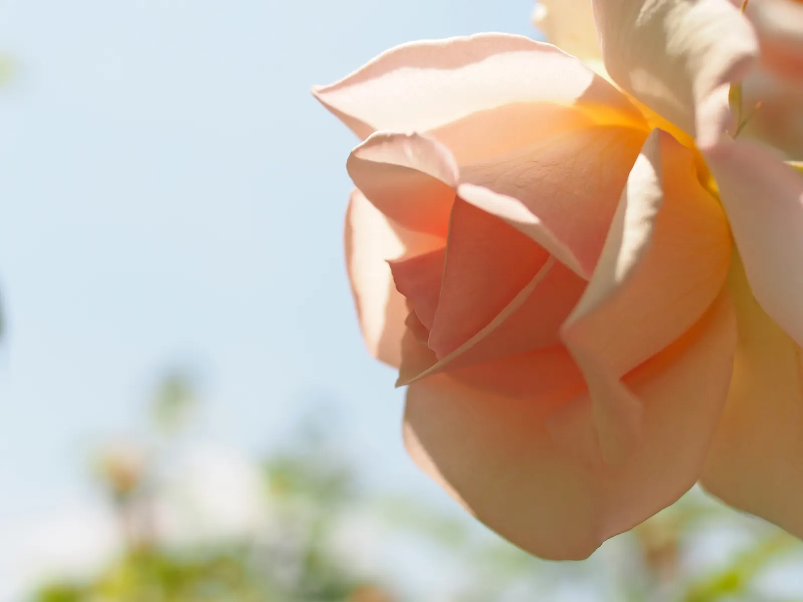 Butterfly Rose (Rosa 'Mutabilis') — the Butterfly Rose is sure to captivate any garden visitor and provide a long season of visual delight; watering should be