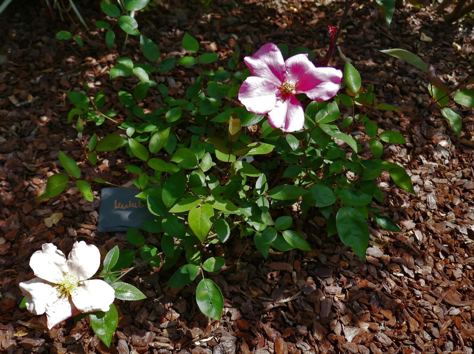 Butterfly Rose (Rosa 'Mutabilis') — providing a charming habitat for pollinators in USDA zones 6-9