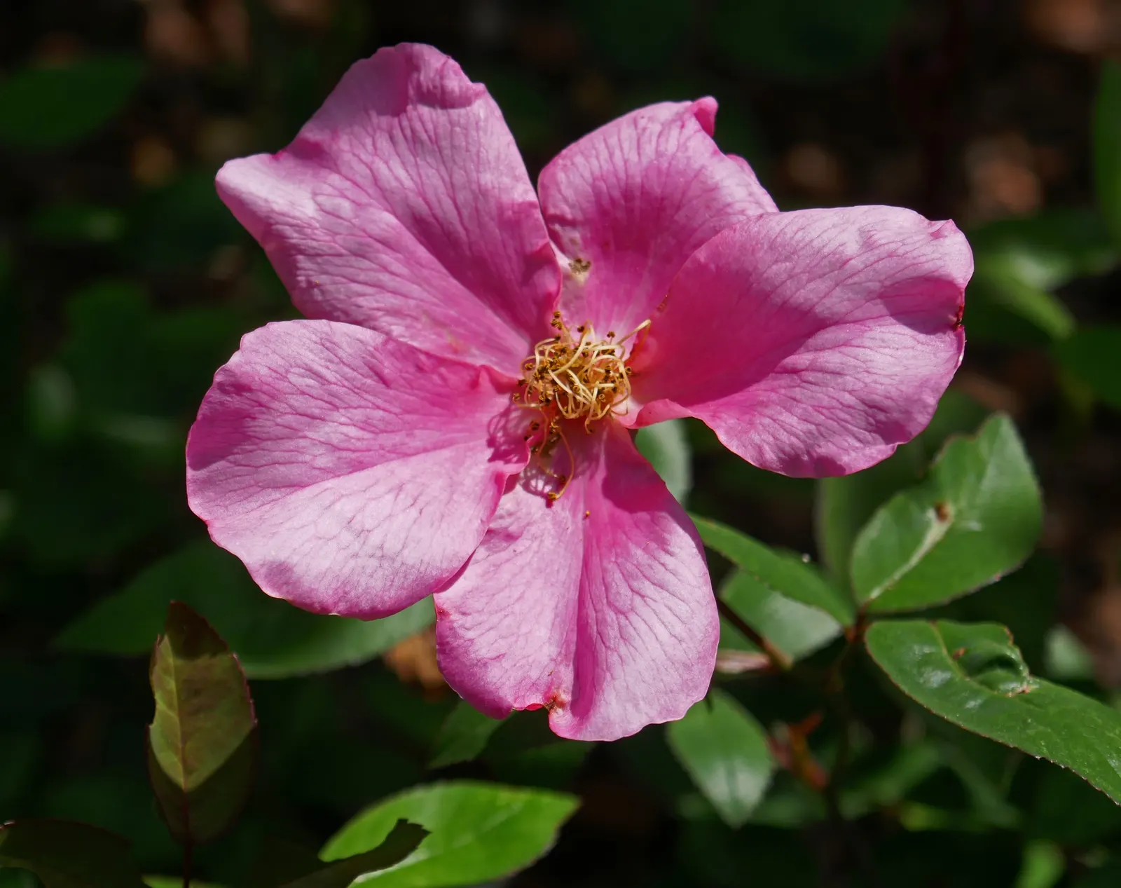 Butterfly Rose (Rosa 'Mutabilis') — it thrives in full sun and well-drained soil; shrub with pink and red and yellow blooms