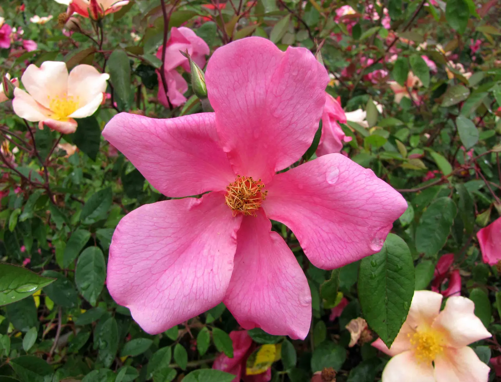 Butterfly Rose (Rosa 'Mutabilis') — offering a substantial presence in a border or as a stand-alone specimen, image 86