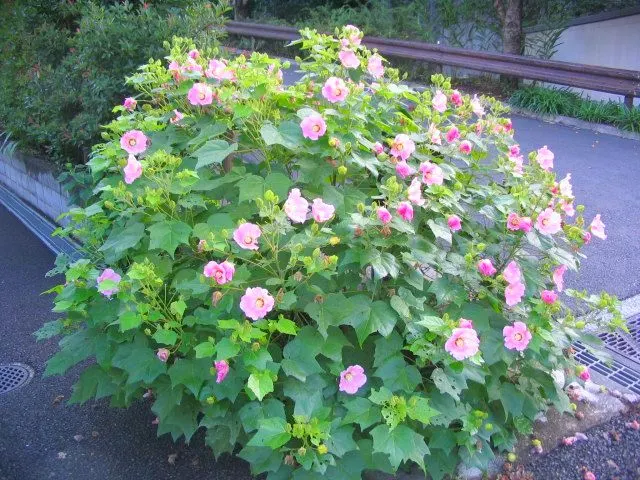 Butterfly Rose (Rosa 'Mutabilis') — Ideal for borders or specimen planting; serves as a modest backdrop for the vibrant flowers which continue from late spring