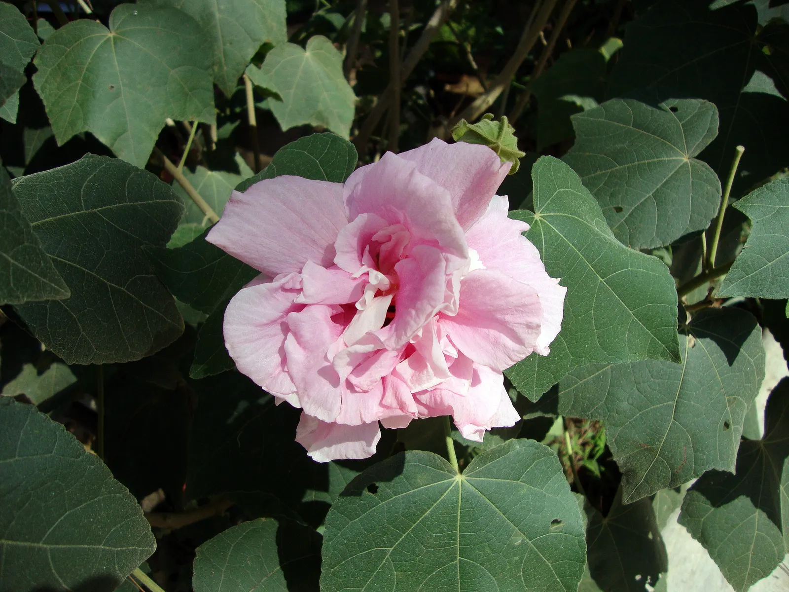 Butterfly Rose (Rosa 'Mutabilis') — Watering should be deep and infrequent, promoting strong root development; shrub for full or half
