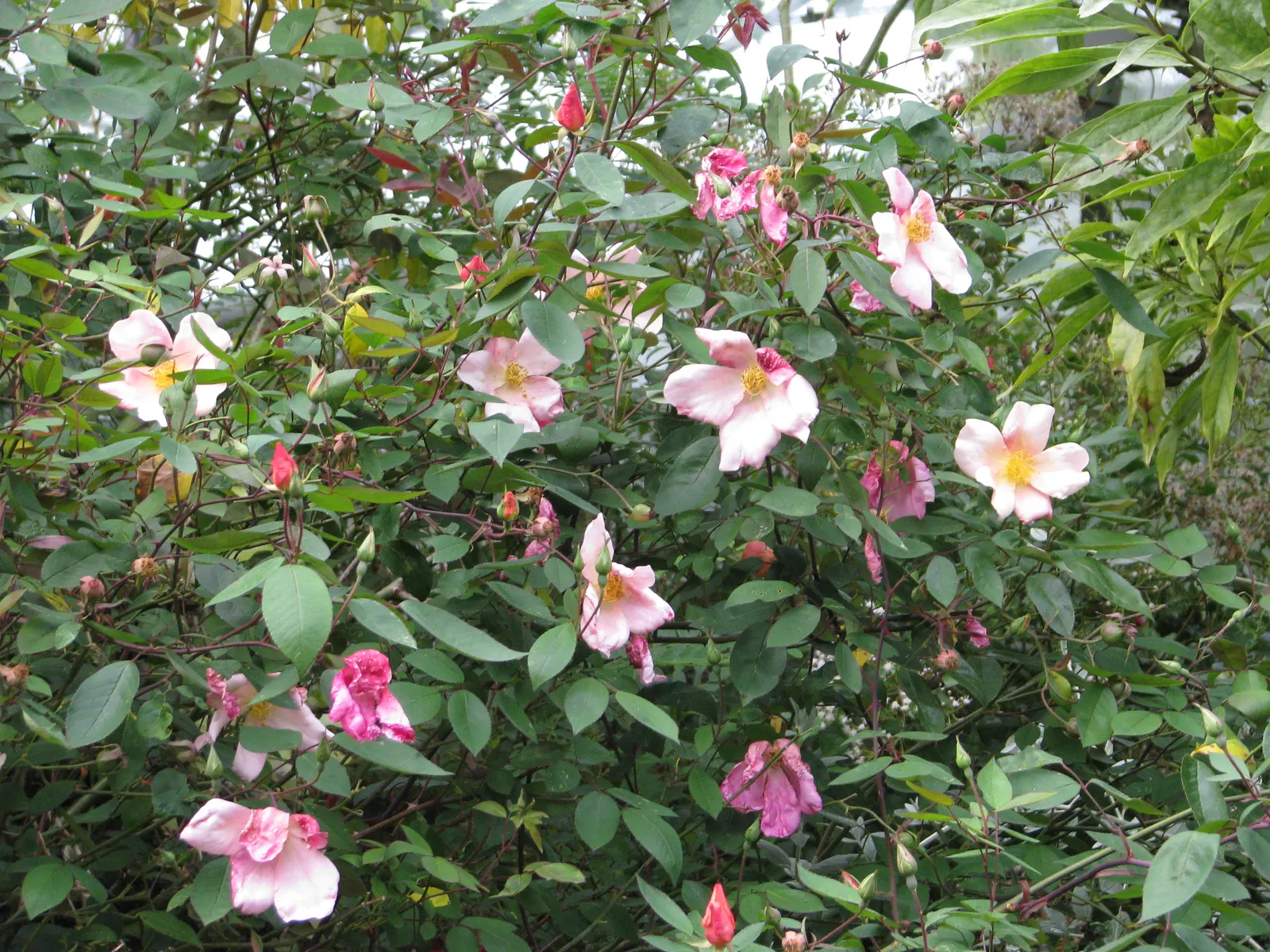 Butterfly Rose (Rosa 'Mutabilis') — earning its whimsical moniker; fresh blossoms start as a soft apricot-yellow, image 45