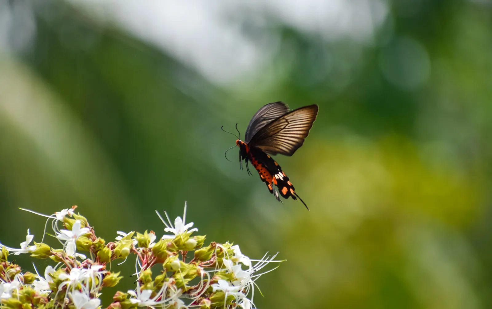 Butterfly Rose (Rosa 'Mutabilis') — ensuring it's not crowded by other plants; integrate Rosa 'Mutabilis' in a location that offers adequate space, image 70