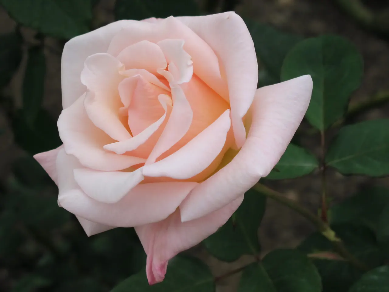 Butterfly Rose (Rosa 'Mutabilis') — integrate Rosa 'Mutabilis' in a location that offers adequate space for its mature size; charmingly referred to as the