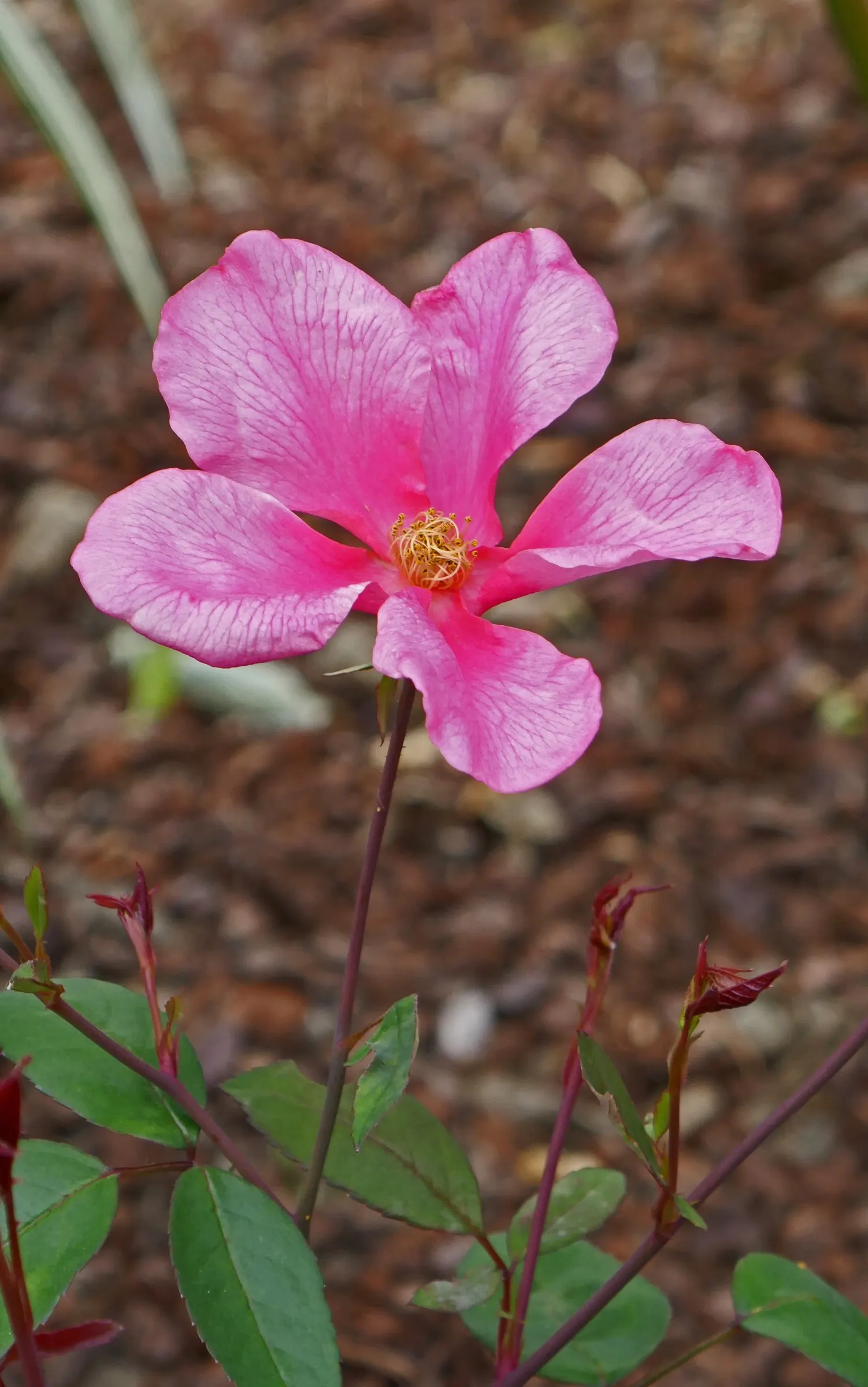 Butterfly Rose (Rosa 'Mutabilis') — shrub for full or half; the Butterfly Rose is sure to captivate any garden visitor and provide a long season of, image 57