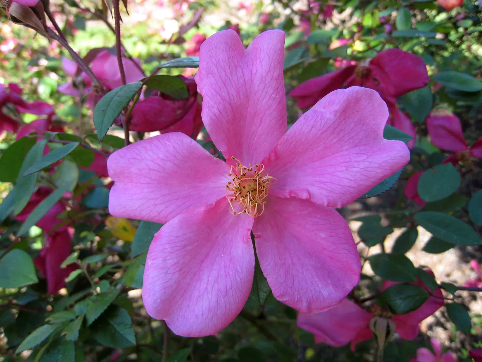 Butterfly Rose (Rosa 'Mutabilis') — shrub with pink and red and yellow blooms; generally reaching up to 6 feet in height with a spread of, image 75