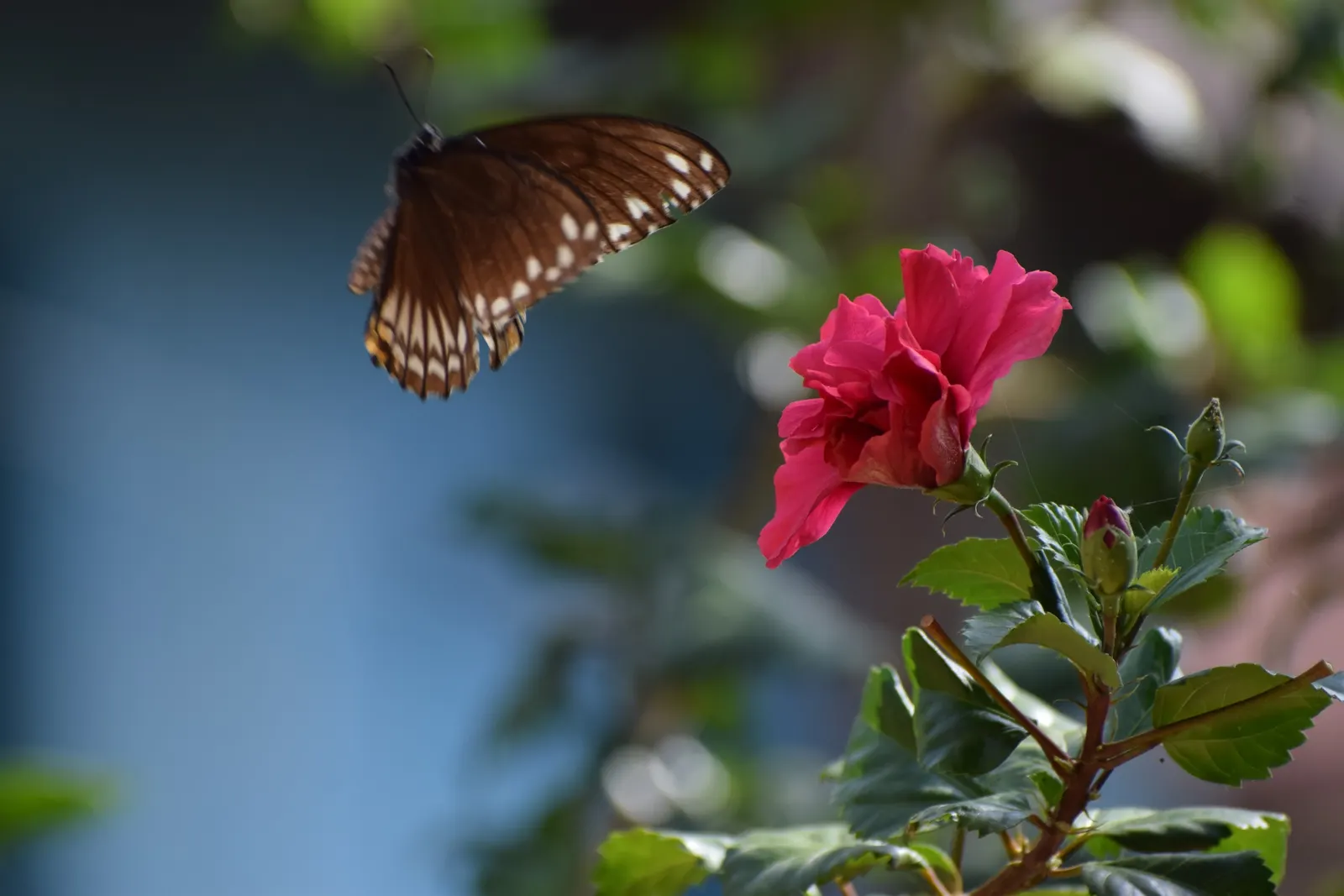 Butterfly Rose (Rosa 'Mutabilis') — generally reaching up to 6 feet in height with a spread of approximately 4 feet; it thrives in full sun and, image 47