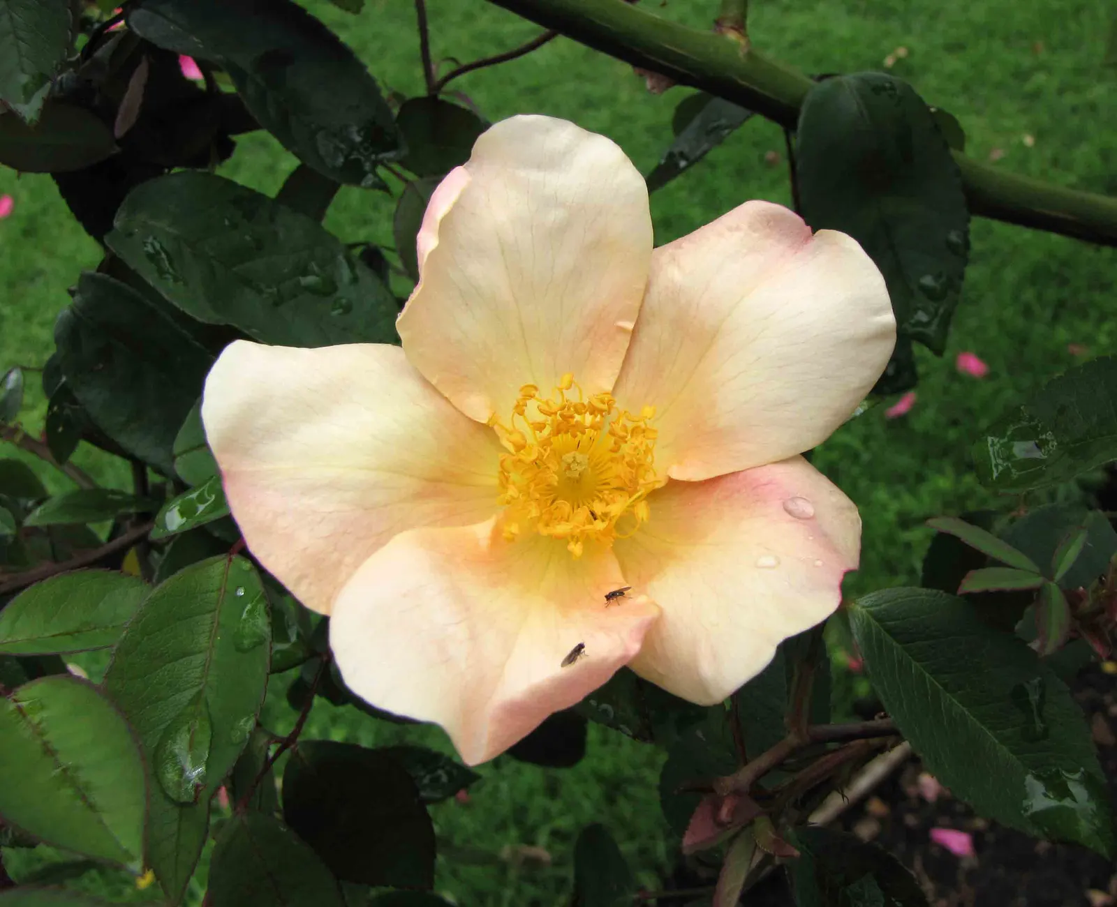 Butterfly Rose (Rosa 'Mutabilis') — commonly known as Butterfly Rose; providing a charming habitat for pollinators in USDA zones 6-9, image 77