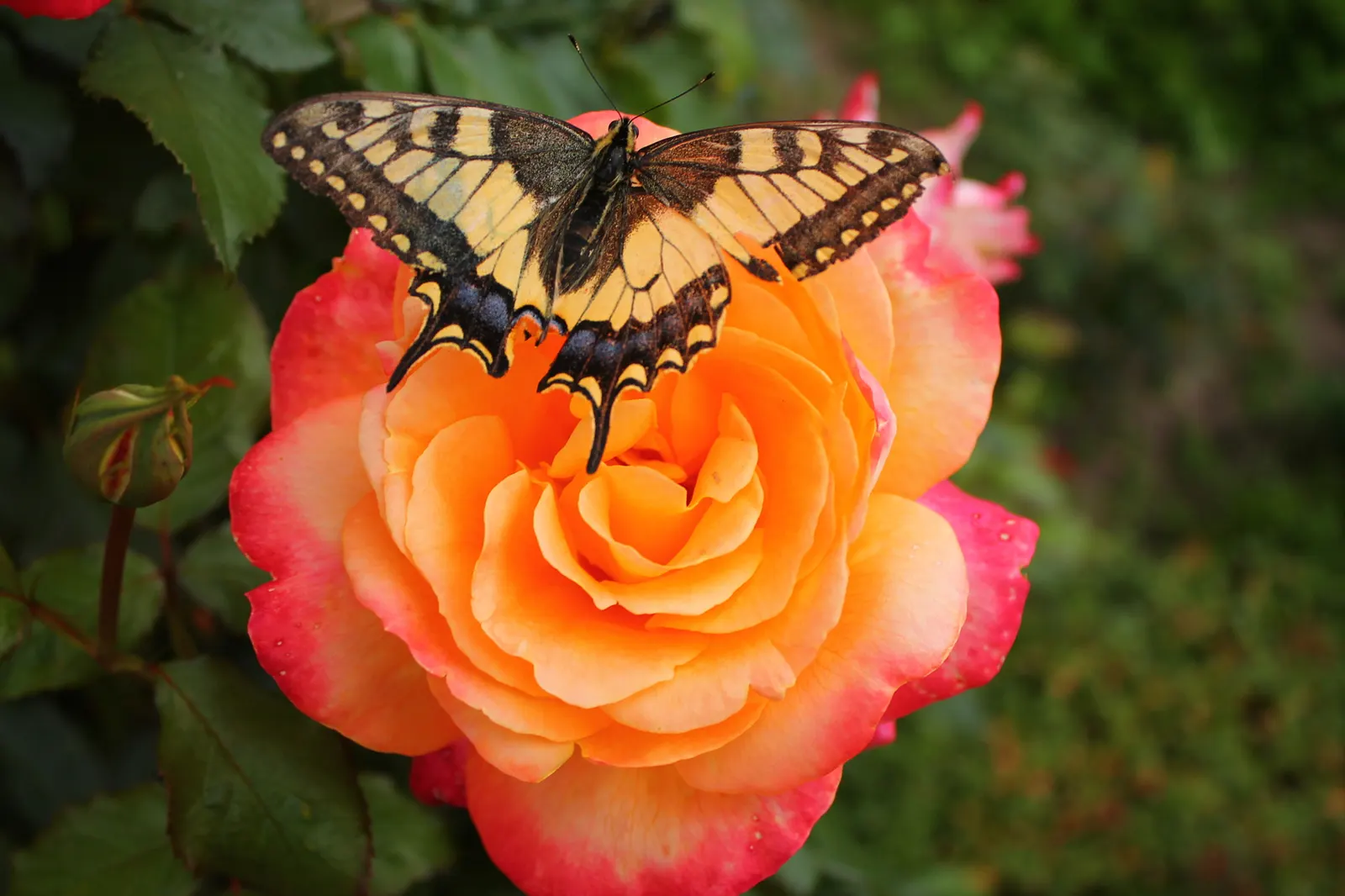 Butterfly Rose (Rosa 'Mutabilis') — shrub for full or half