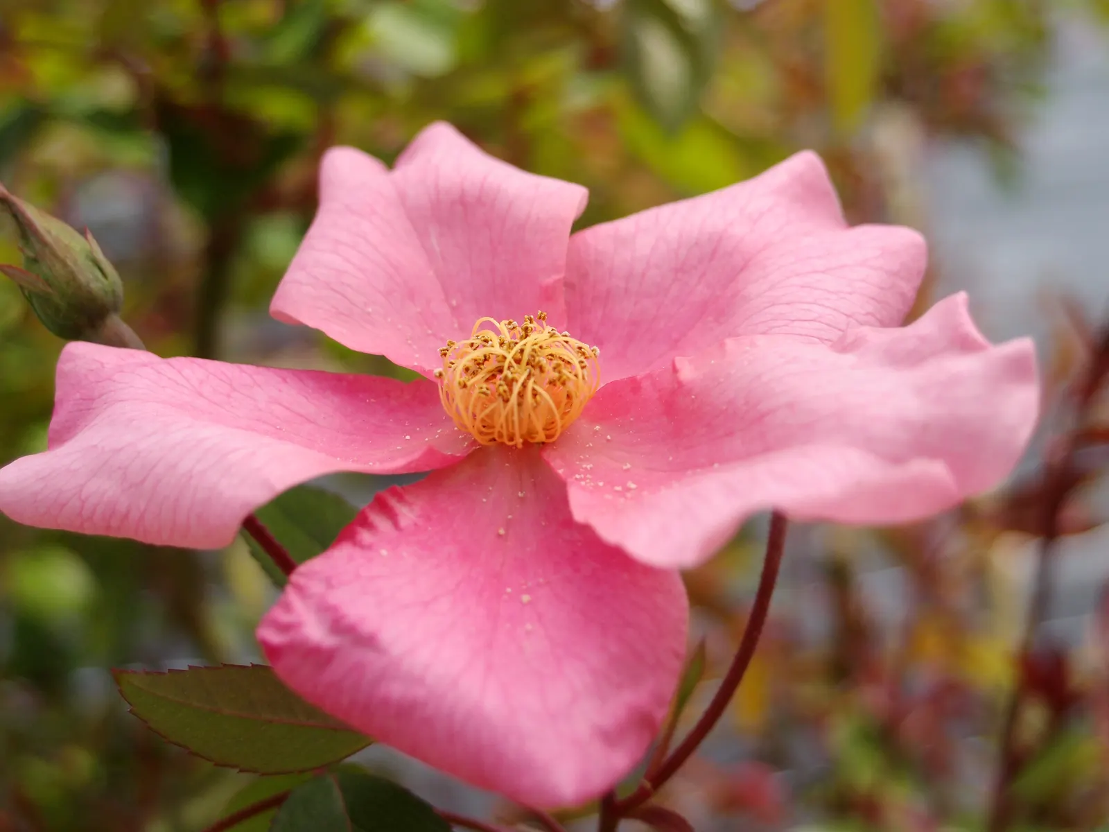 Butterfly Rose (Rosa 'Mutabilis') — ensuring it's not crowded by other plants