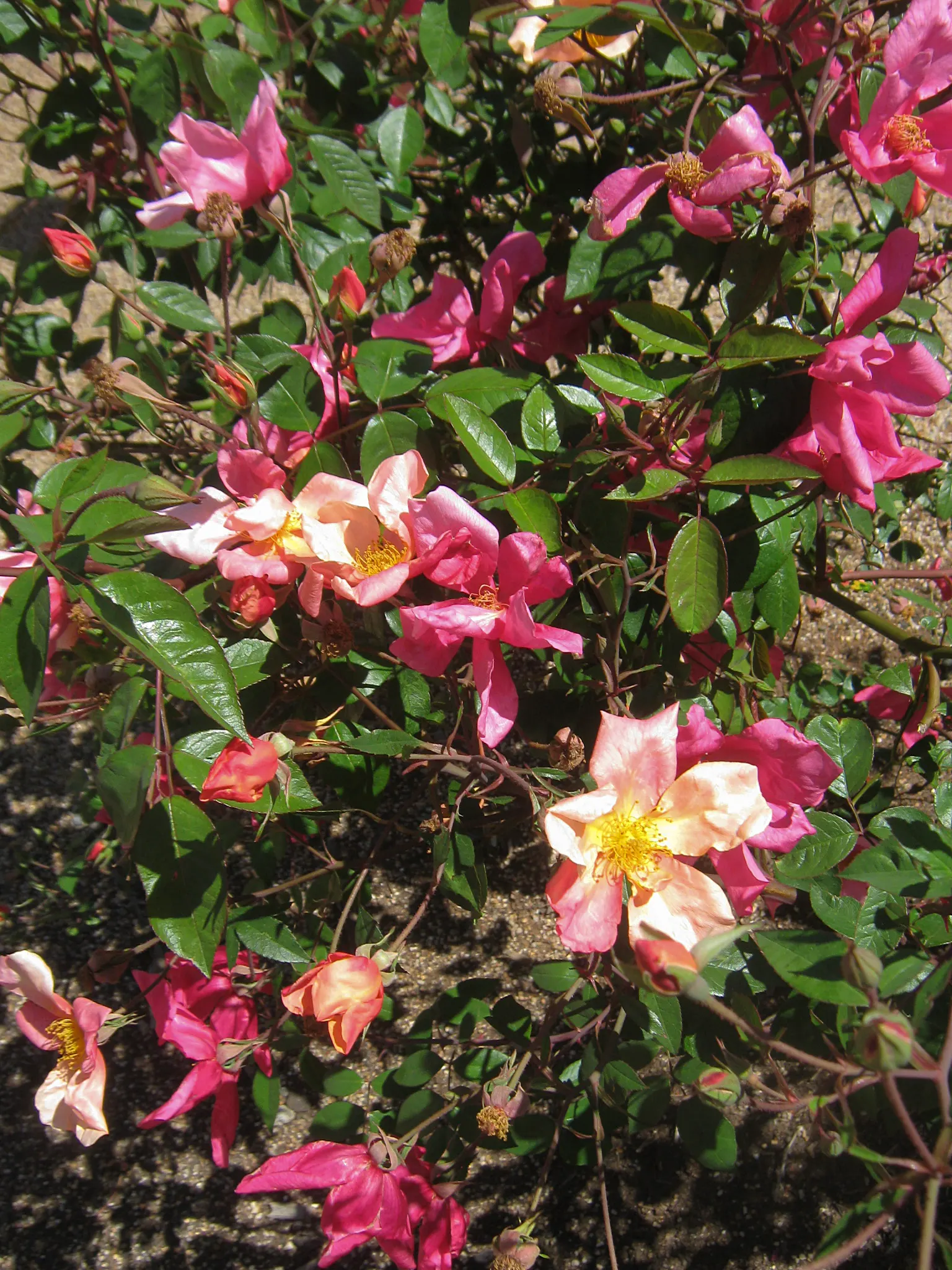 Butterfly Rose (Rosa 'Mutabilis') — the Butterfly Rose is sure to captivate any garden visitor and provide a long season of visual delight, image 92