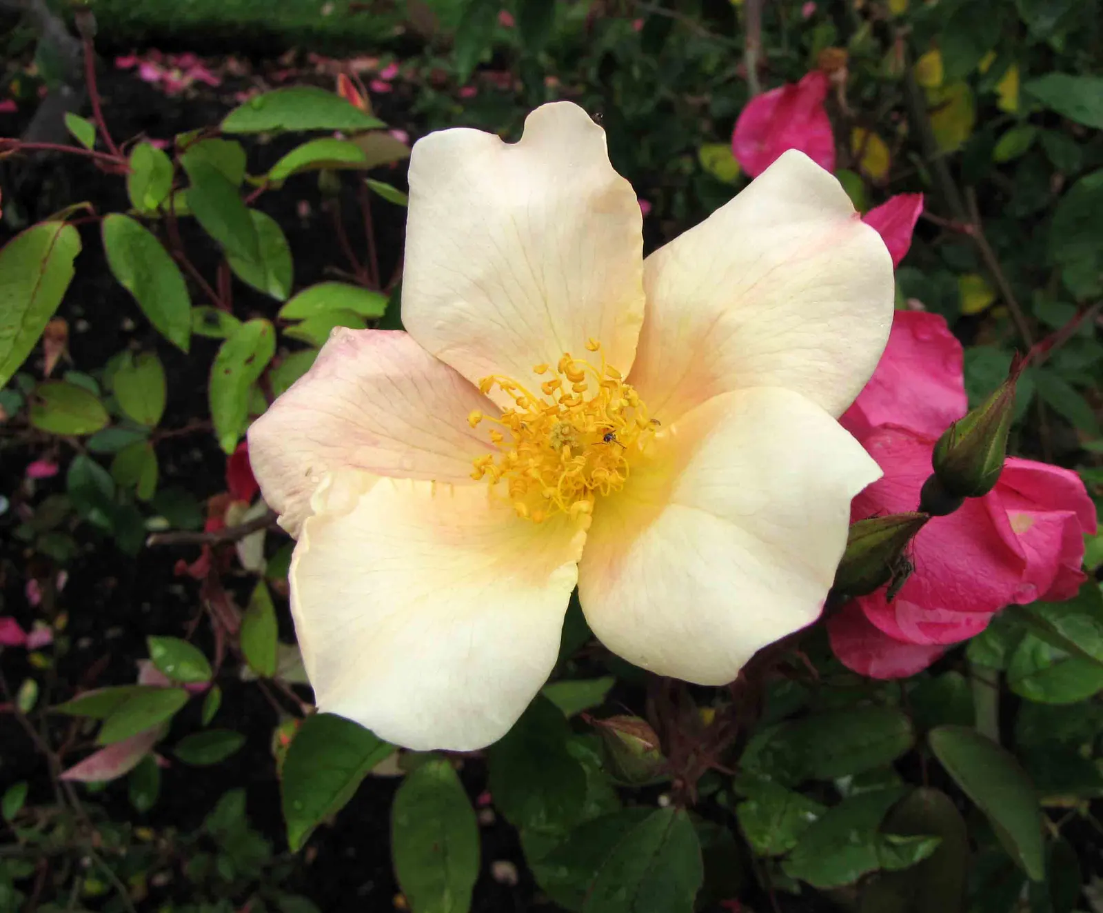 Butterfly Rose (Rosa 'Mutabilis') — generally reaching up to 6 feet in height with a spread of approximately 4 feet; it thrives in full sun and, image 66