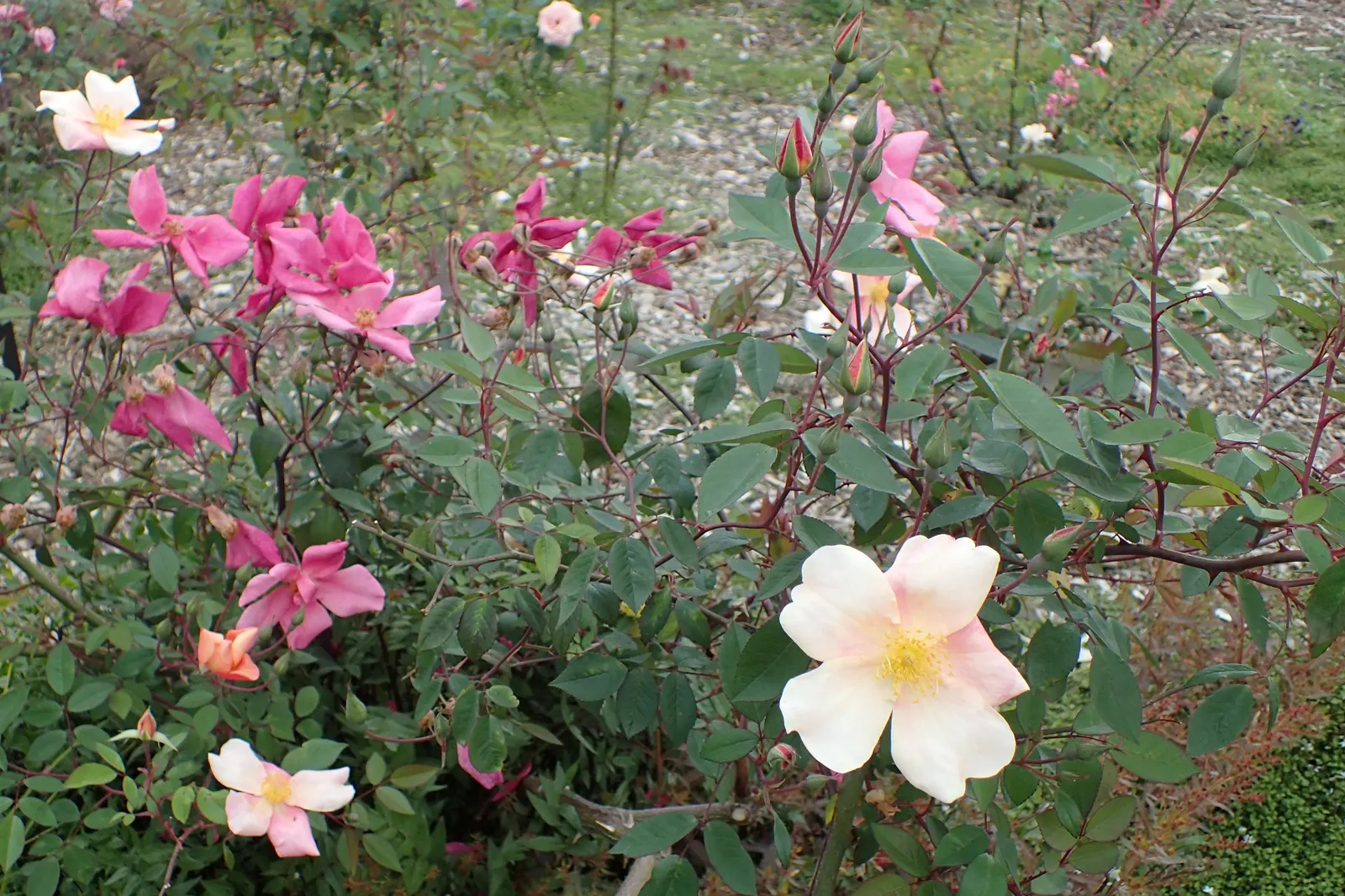 Butterfly Rose (Rosa 'Mutabilis') — the Butterfly Rose is sure to captivate any garden visitor and provide a long season of visual delight