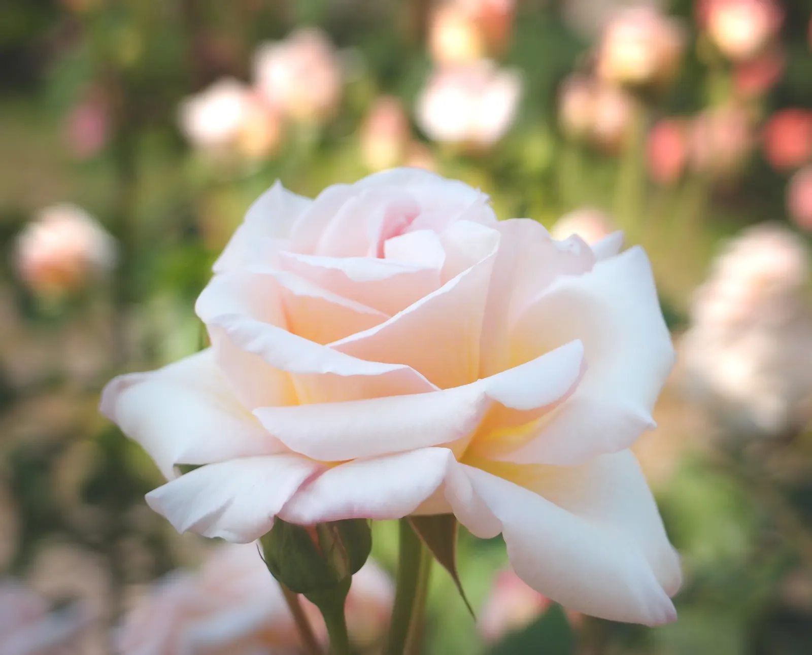 Butterfly Rose (Rosa 'Mutabilis') — charmingly referred to as the Butterfly Rose