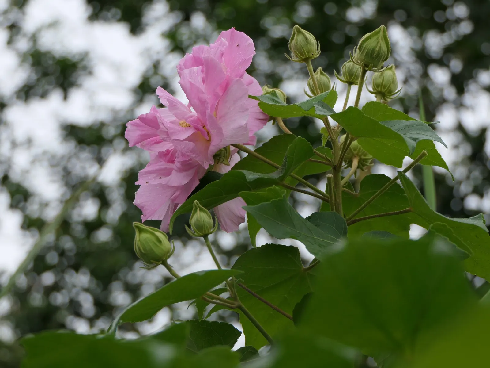 Butterfly Rose (Rosa 'Mutabilis') — commonly known as Butterfly Rose; providing a charming habitat for pollinators in USDA zones 6-9, image 39