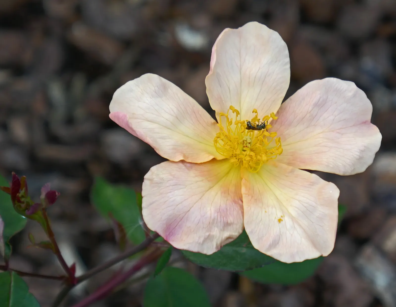 Butterfly Rose (Rosa 'Mutabilis') — earning its whimsical moniker; fresh blossoms start as a soft apricot-yellow