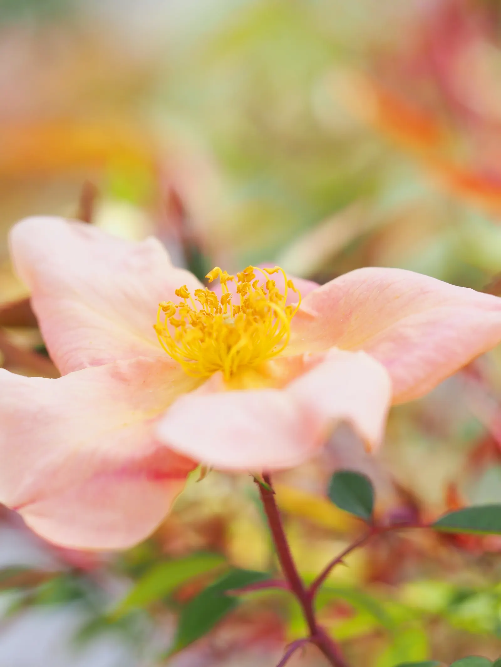 Butterfly Rose (Rosa 'Mutabilis') — shrub for full or half; the Butterfly Rose is sure to captivate any garden visitor and provide a long season of, image 95