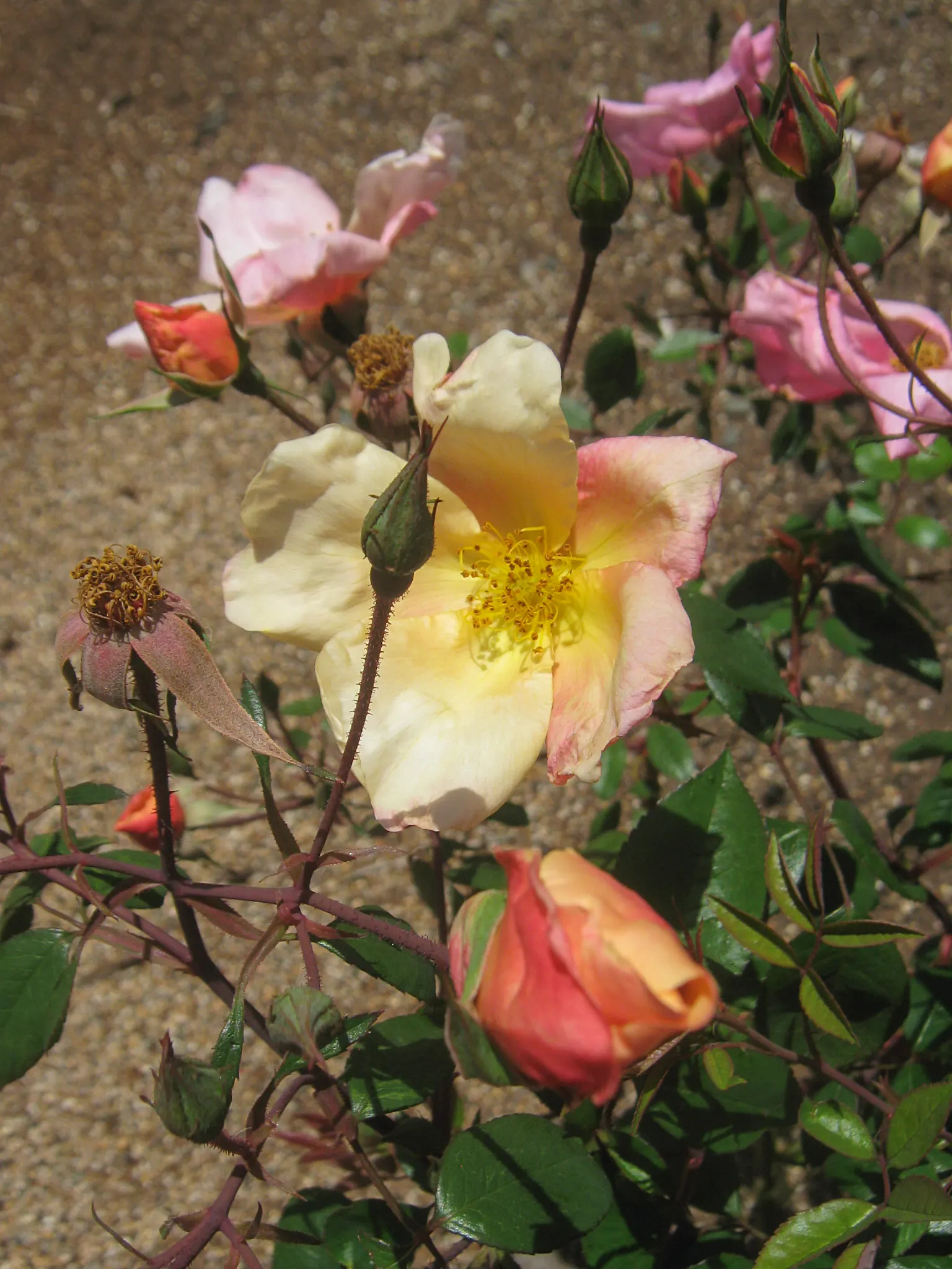 Butterfly Rose (Rosa 'Mutabilis') — earning its whimsical moniker