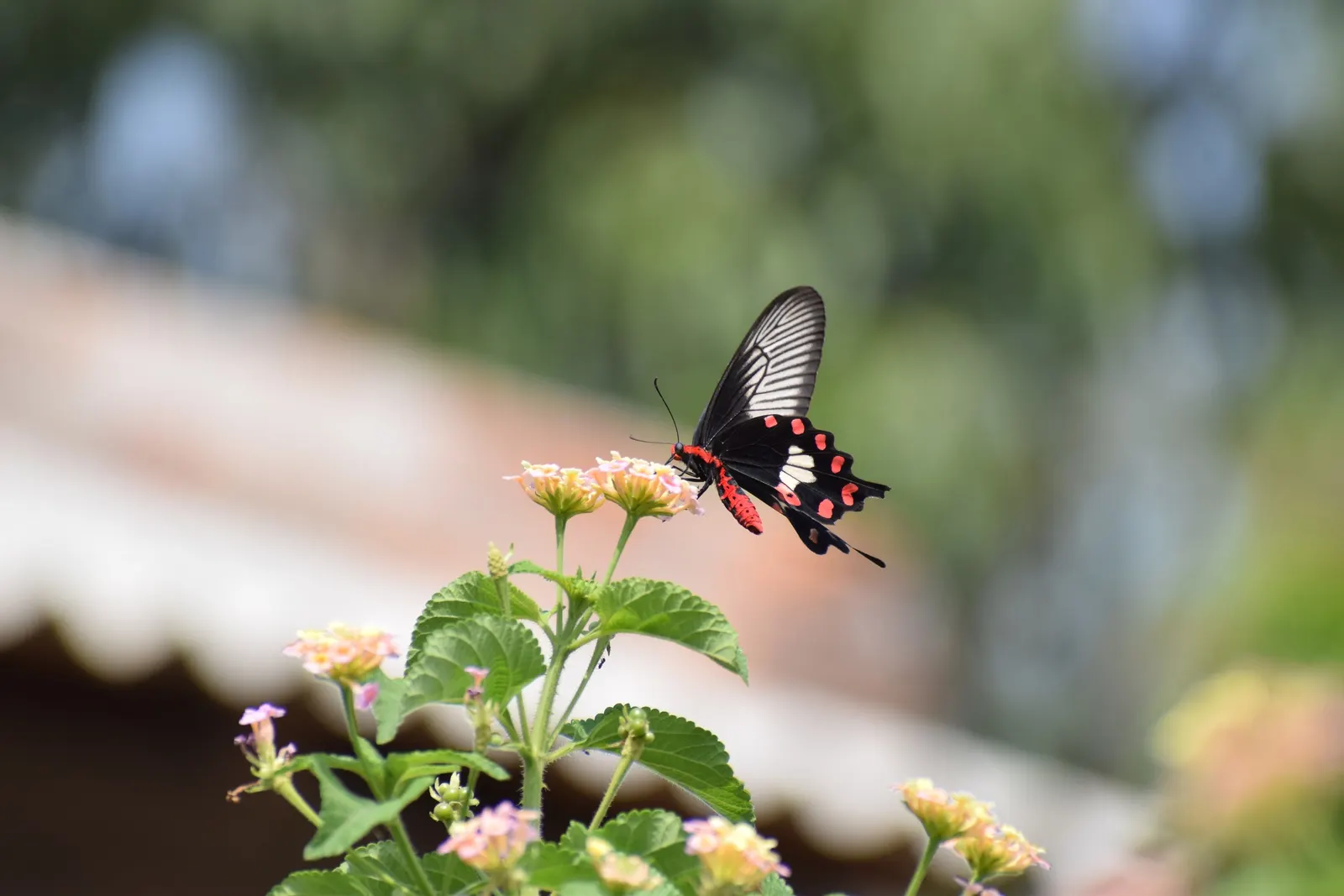 Butterfly Rose (Rosa 'Mutabilis') — ensuring it's not crowded by other plants; integrate Rosa 'Mutabilis' in a location that offers adequate space, image 51