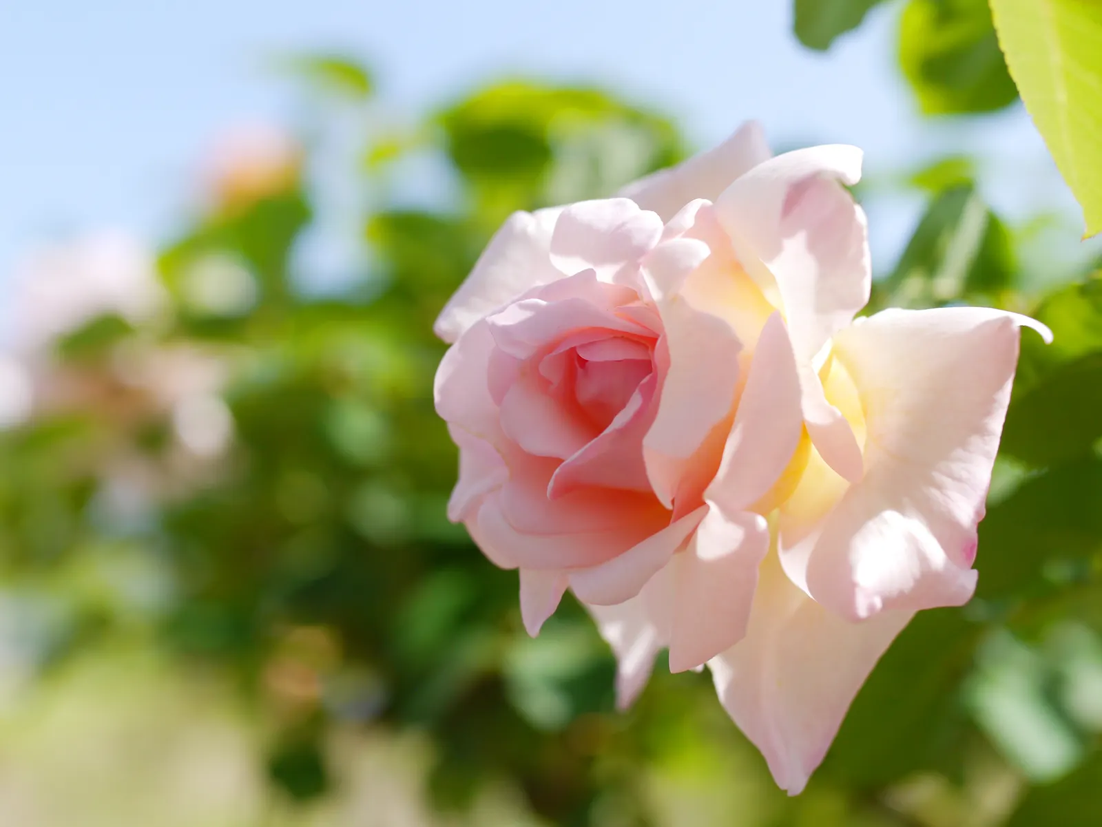 Butterfly Rose (Rosa 'Mutabilis') — is an exquisite addition to any landscape that aims to bring a vibrant and dynamic display of color; commonly, image 44