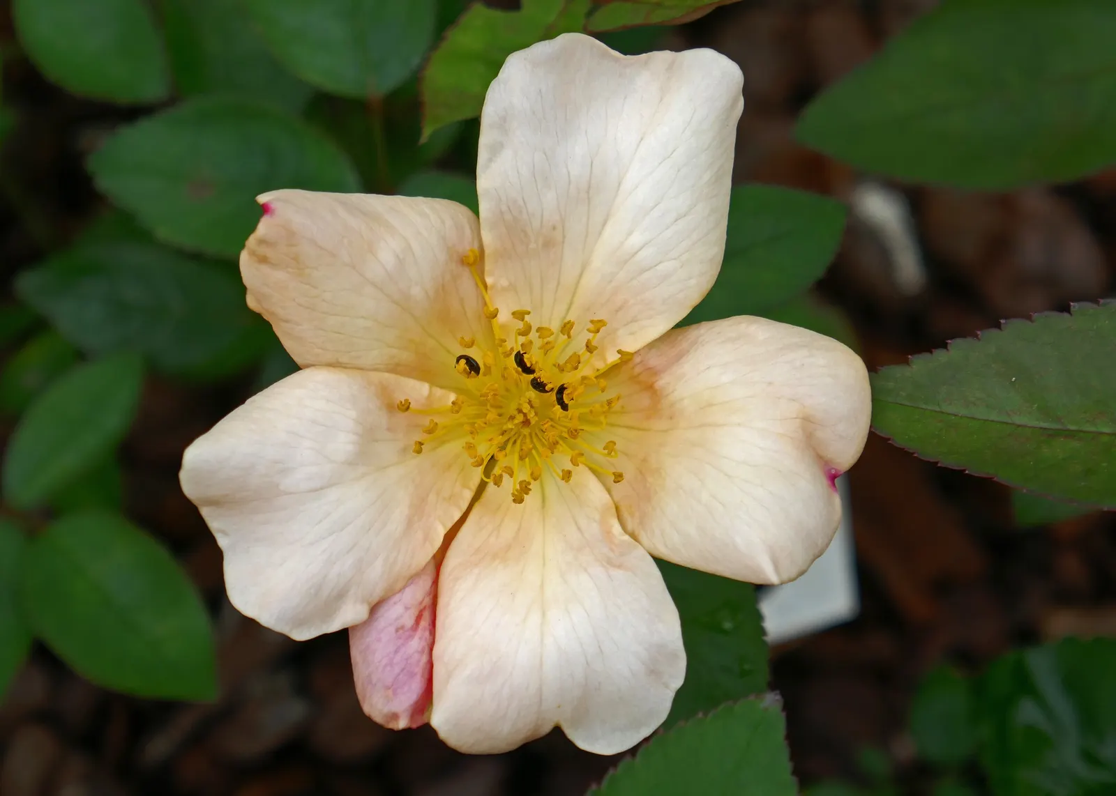 Butterfly Rose (Rosa 'Mutabilis') — With its enchanting blossoms and graceful form; earning its whimsical moniker, image 53