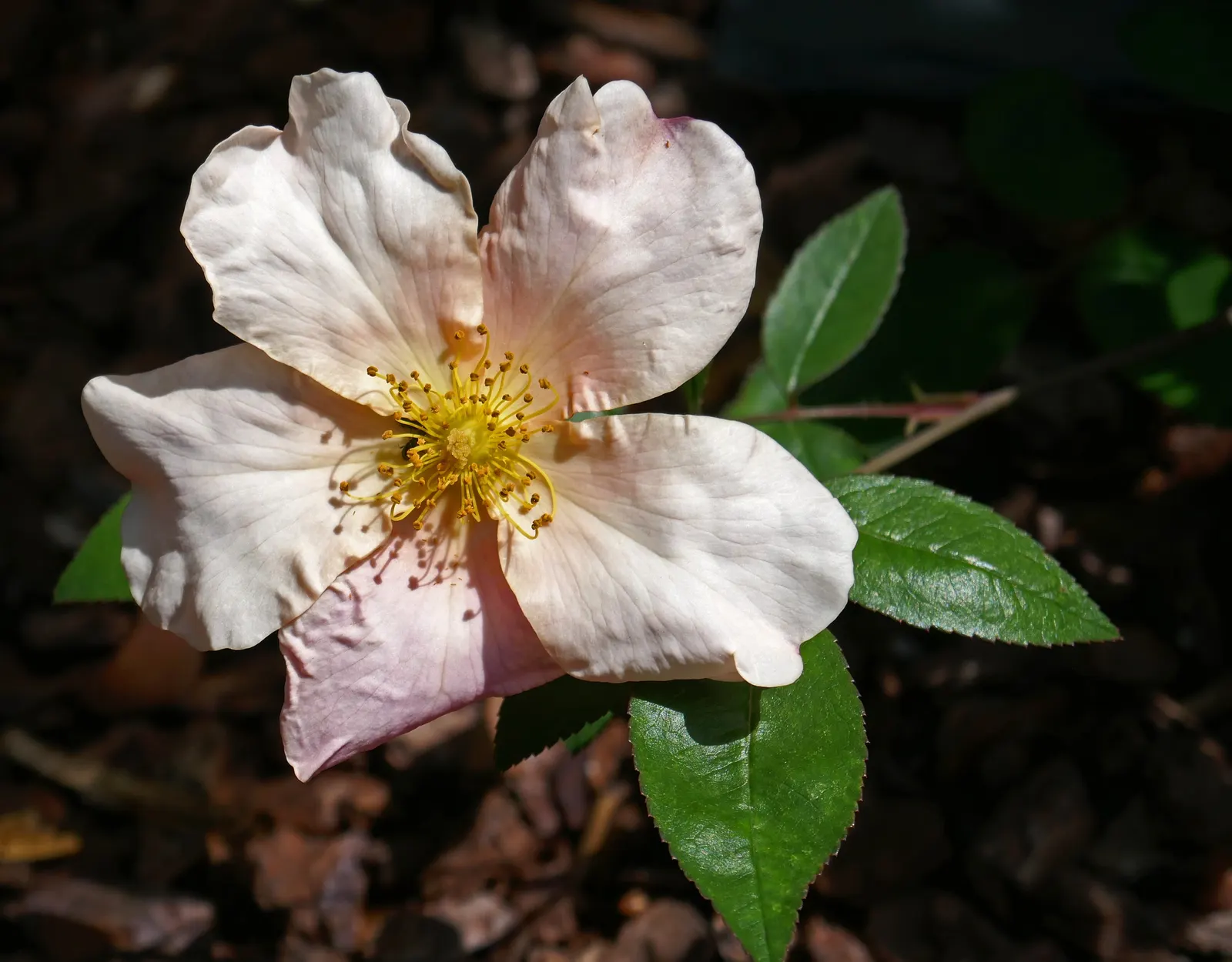 Butterfly Rose (Rosa 'Mutabilis') — offering a substantial presence in a border or as a stand-alone specimen, image 48
