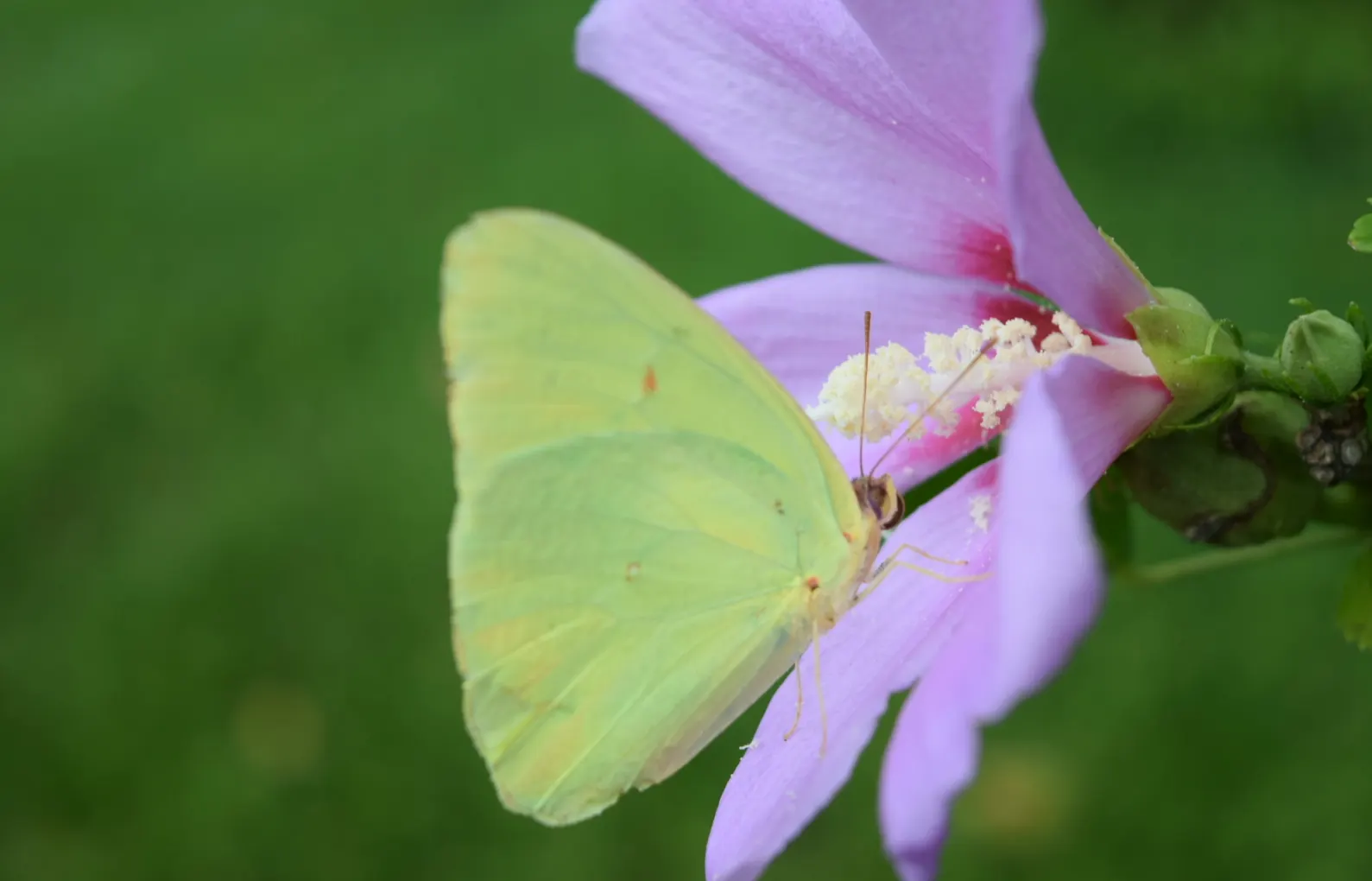 Butterfly Rose (Rosa 'Mutabilis') — is an exquisite addition to any landscape that aims to bring a vibrant and dynamic display of color