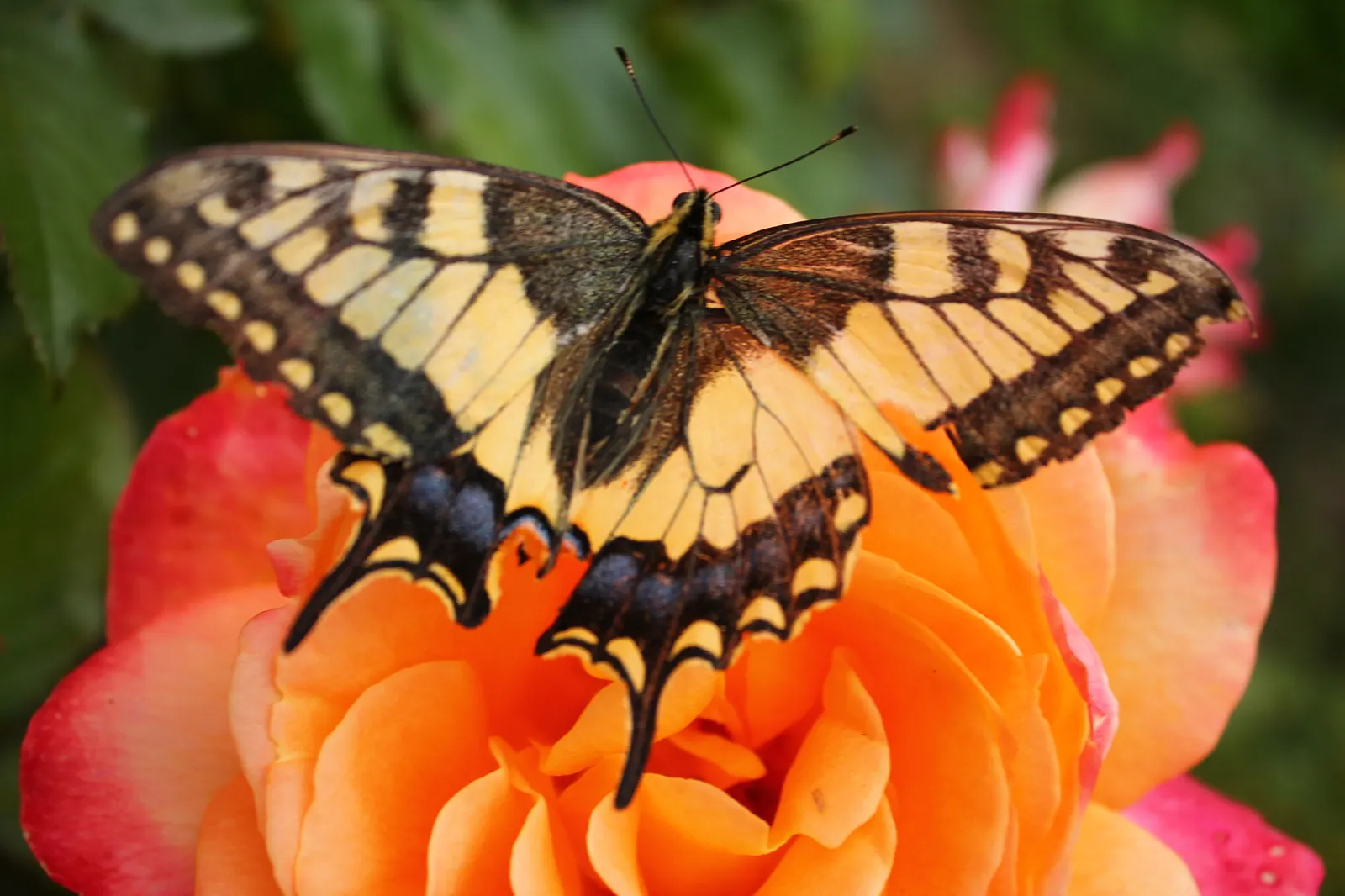 Butterfly Rose (Rosa 'Mutabilis') — Fresh blossoms start as a soft apricot-yellow; with its enchanting blossoms and graceful form, image 84