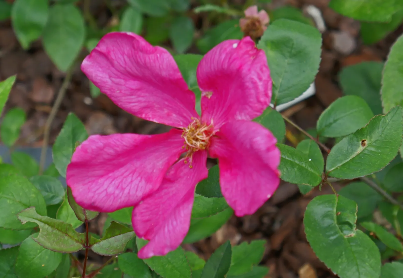 Butterfly Rose (Rosa 'Mutabilis') — ensuring it's not crowded by other plants; integrate Rosa 'Mutabilis' in a location that offers adequate space for its