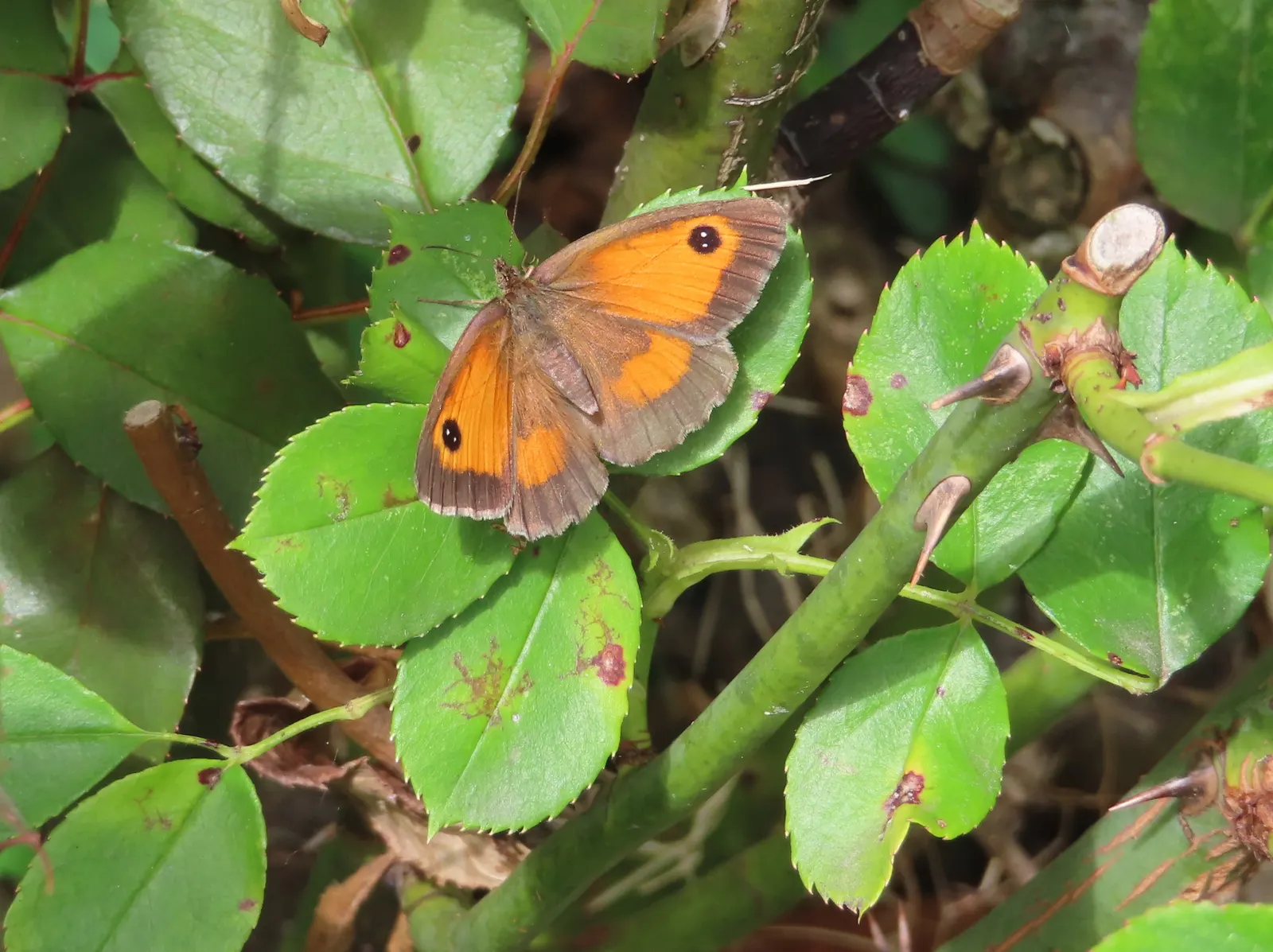 Butterfly Rose (Rosa 'Mutabilis') — is an exquisite addition to any landscape that aims to bring a vibrant and dynamic display of color; commonly known as