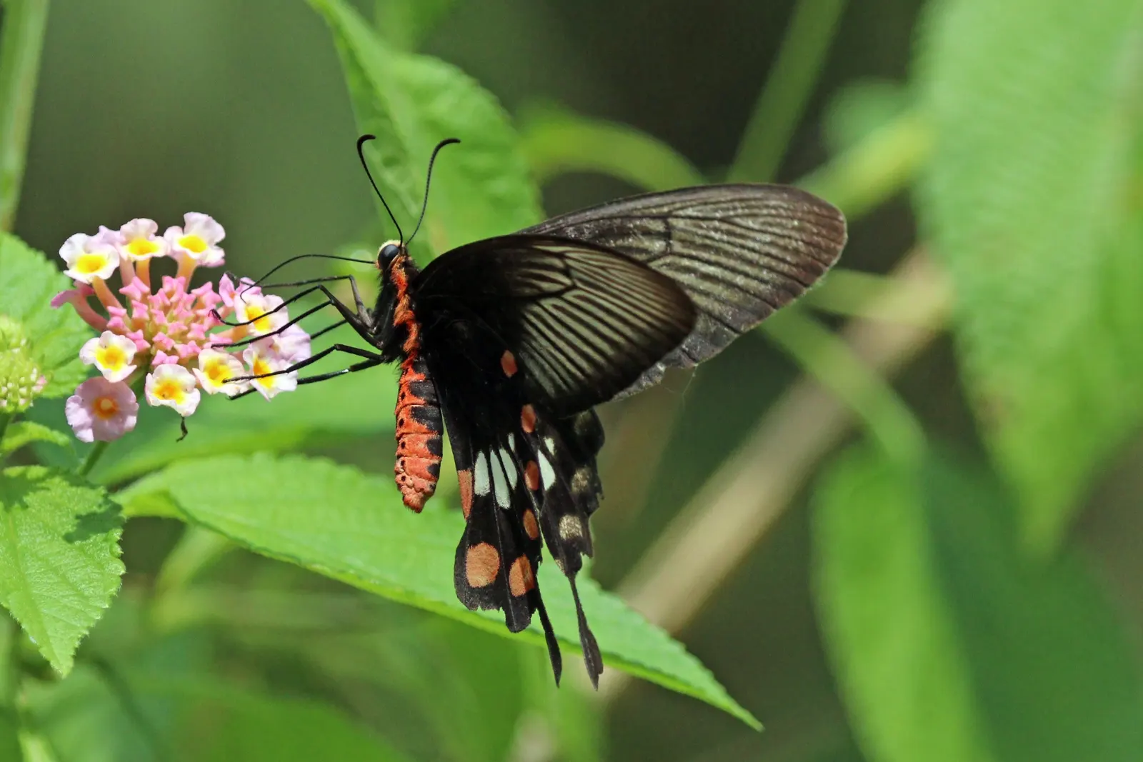 Butterfly Rose (Rosa 'Mutabilis') — ensuring it's not crowded by other plants; integrate Rosa 'Mutabilis' in a location that offers adequate space, image 89
