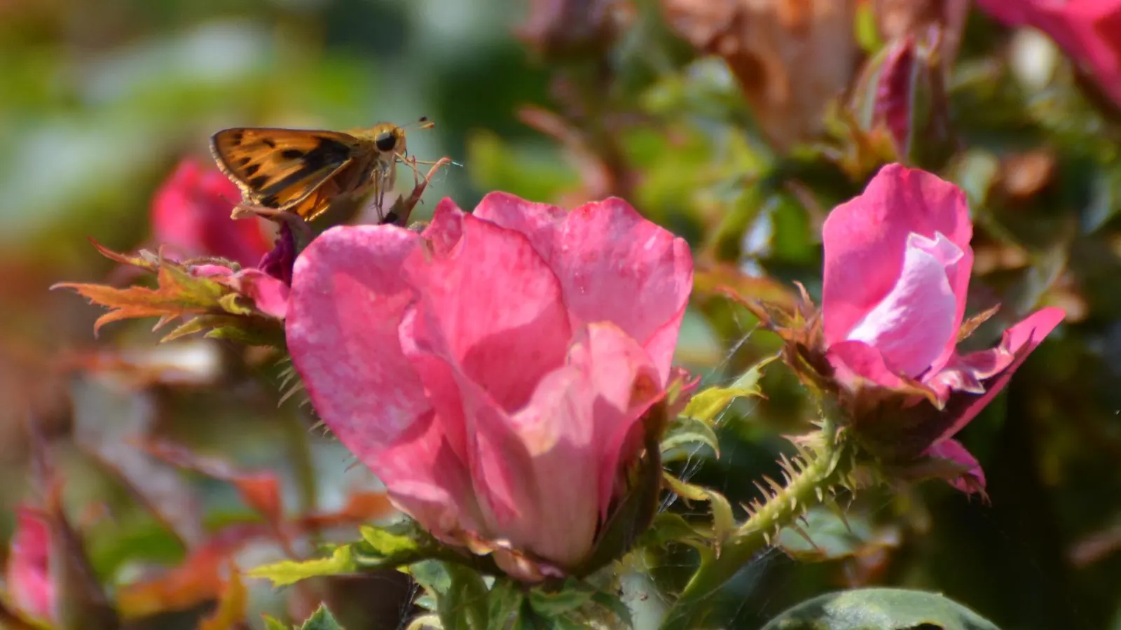 Butterfly Rose (Rosa 'Mutabilis') — Watering should be deep and infrequent, promoting strong root development