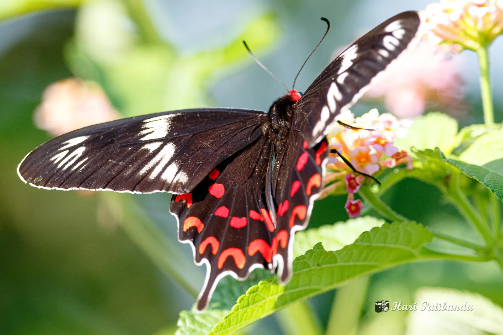 Butterfly Rose (Rosa 'Mutabilis') — serves as a modest backdrop for the vibrant flowers which continue from late spring until the first frost; pink, image 49