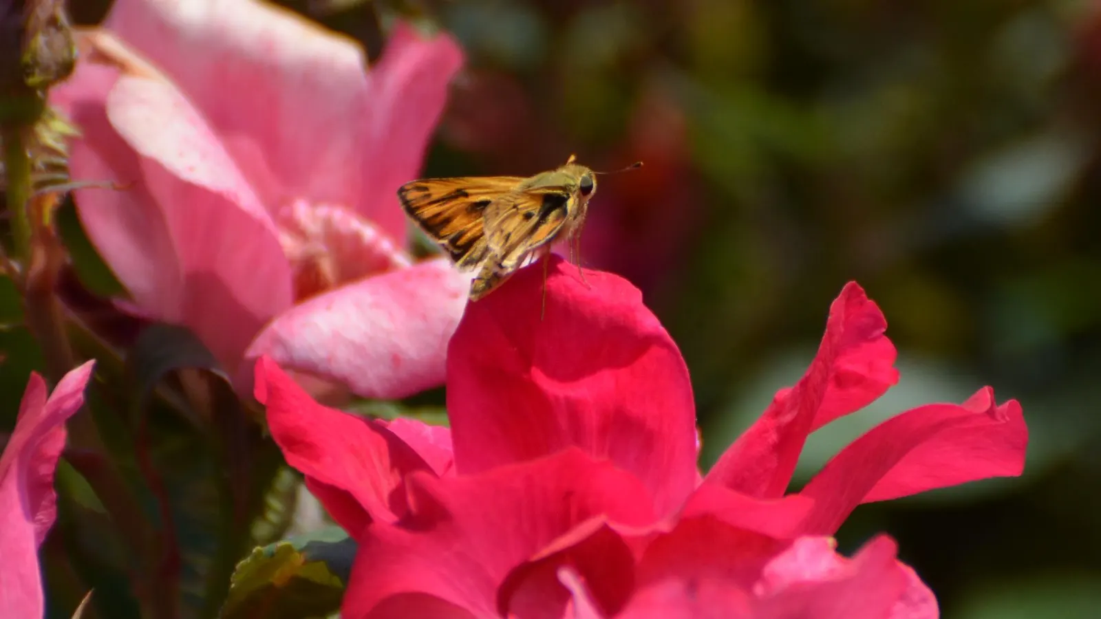 Butterfly Rose (Rosa 'Mutabilis') — it thrives in full sun and well-drained soil; shrub with pink and red and yellow blooms, image 41