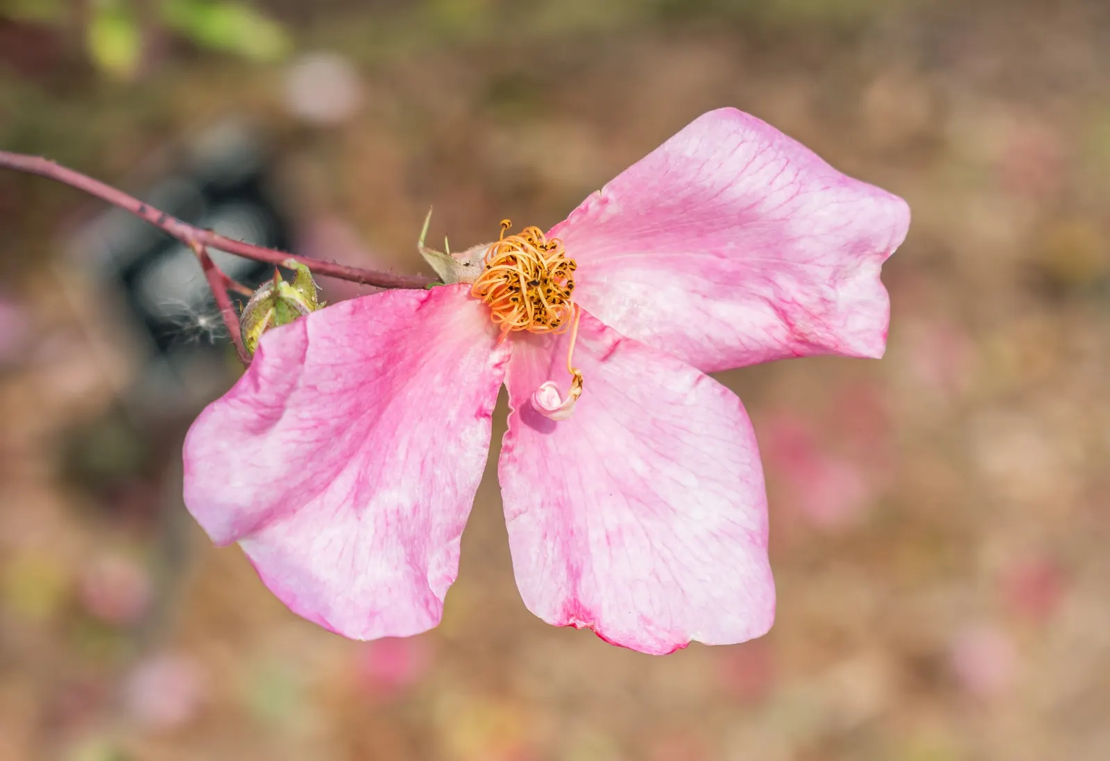 Butterfly Rose (Rosa 'Mutabilis') — is an exquisite addition to any landscape that aims to bring a vibrant and dynamic display of color; commonly, image 82