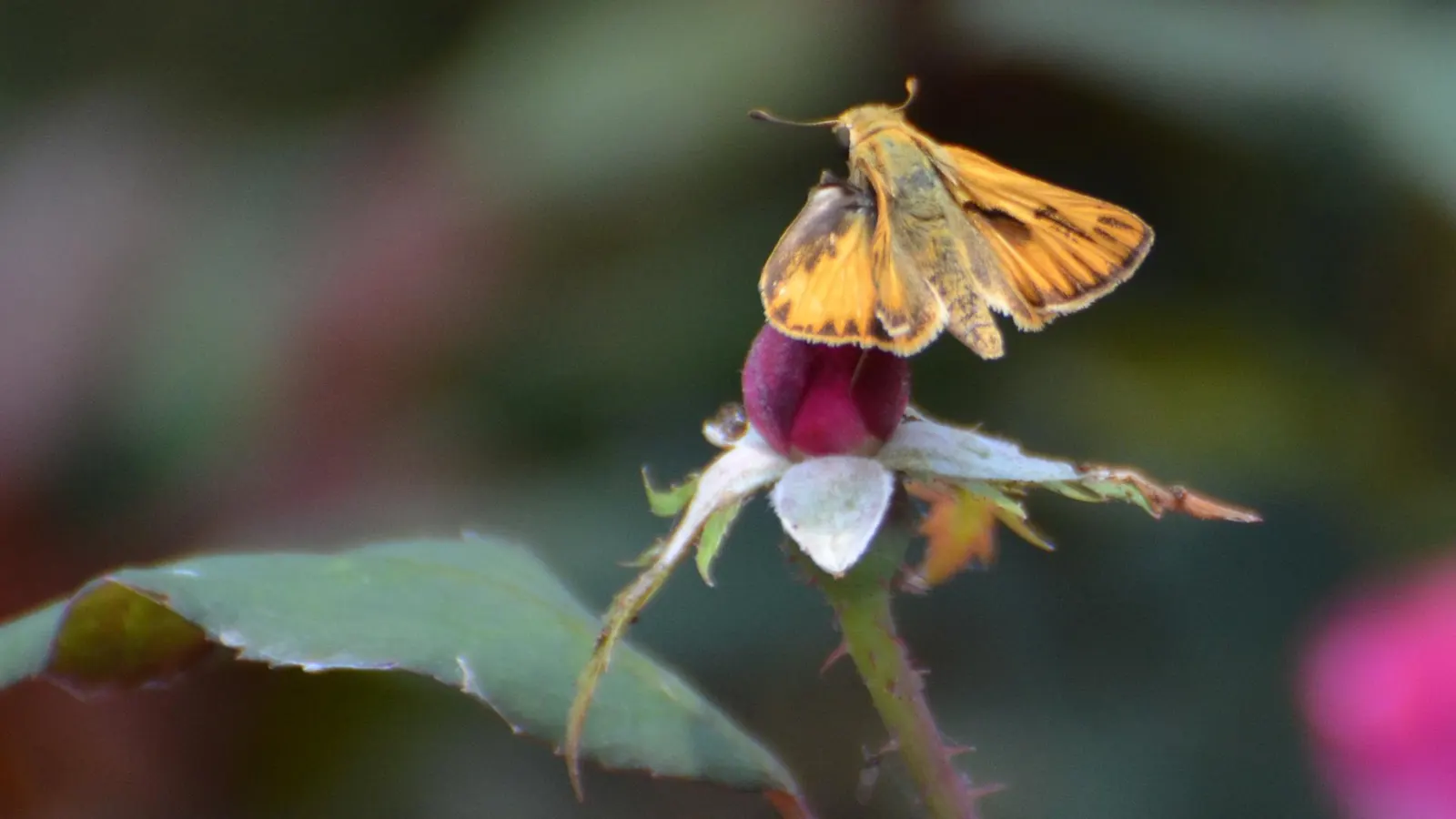 Butterfly Rose (Rosa 'Mutabilis') — With its enchanting blossoms and graceful form; earning its whimsical moniker, image 91