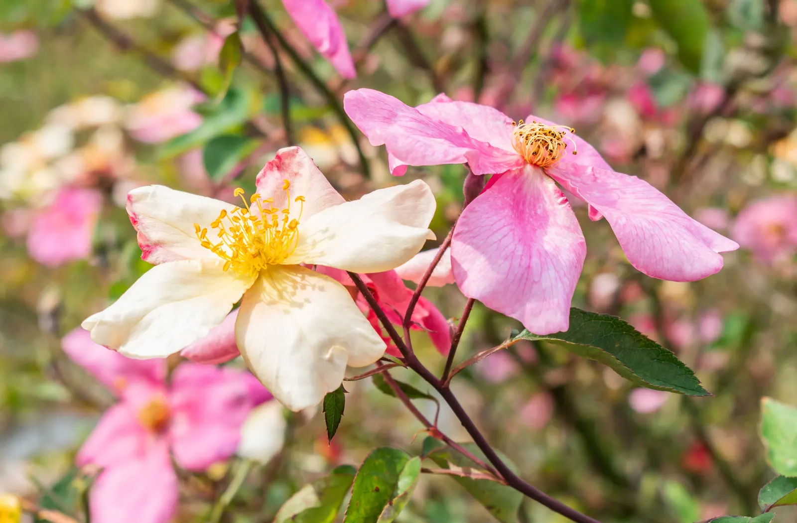 Butterfly Rose (Rosa 'Mutabilis') — offering a substantial presence in a border or as a stand-alone specimen, image 67