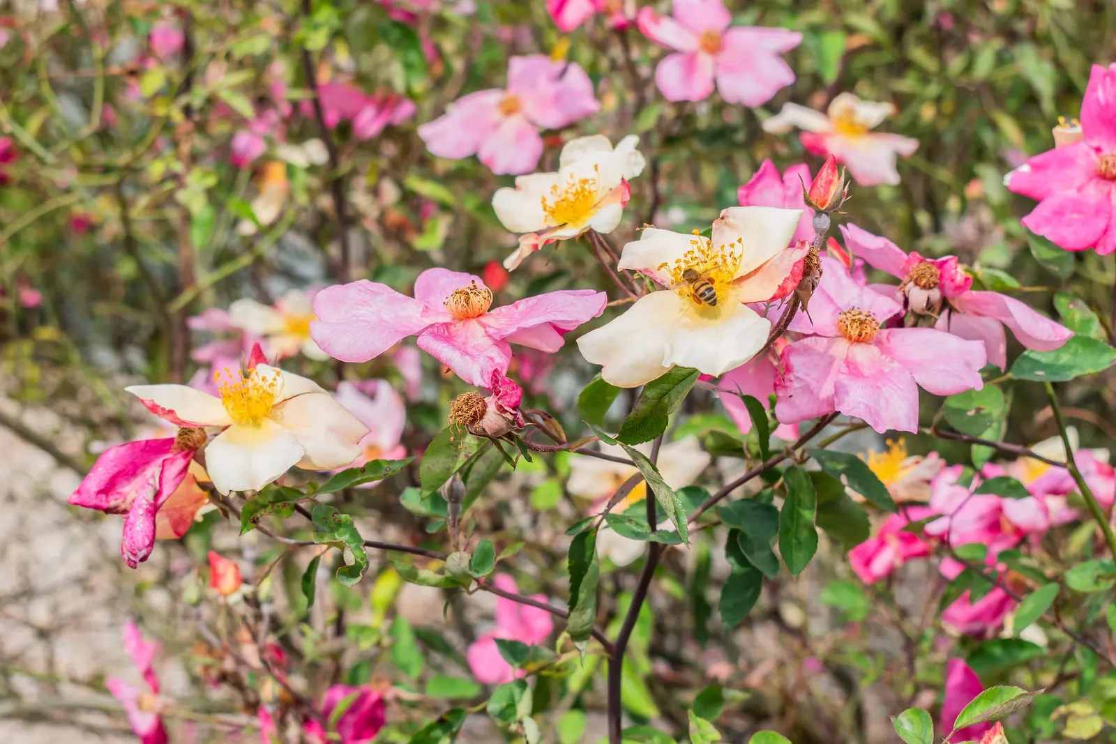 Butterfly Rose (Rosa 'Mutabilis') — pink and red and yellow flowers in the garden; ideal for borders or specimen planting, image 74