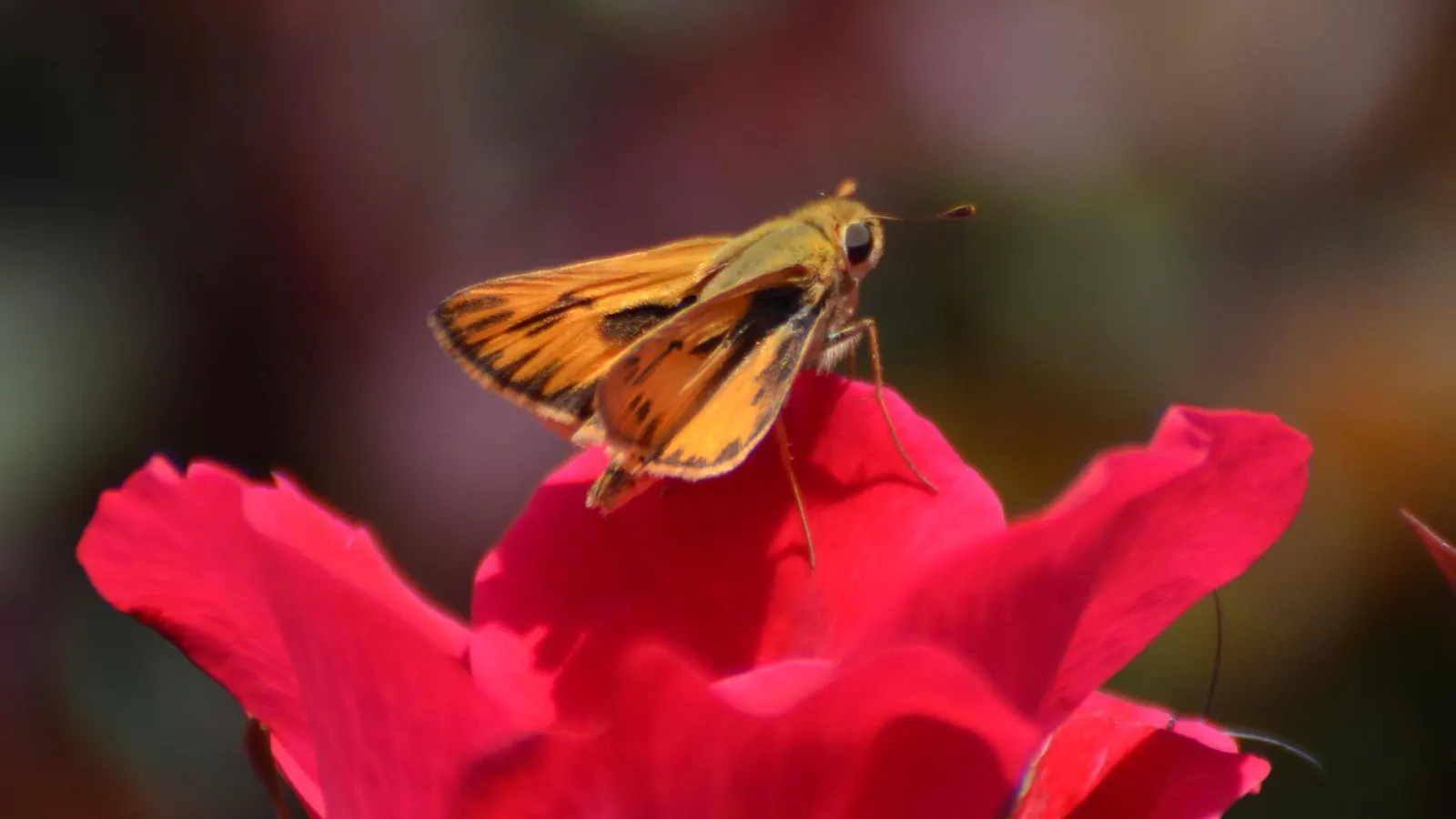 Butterfly Rose (Rosa 'Mutabilis') — it thrives in full sun and well-drained soil