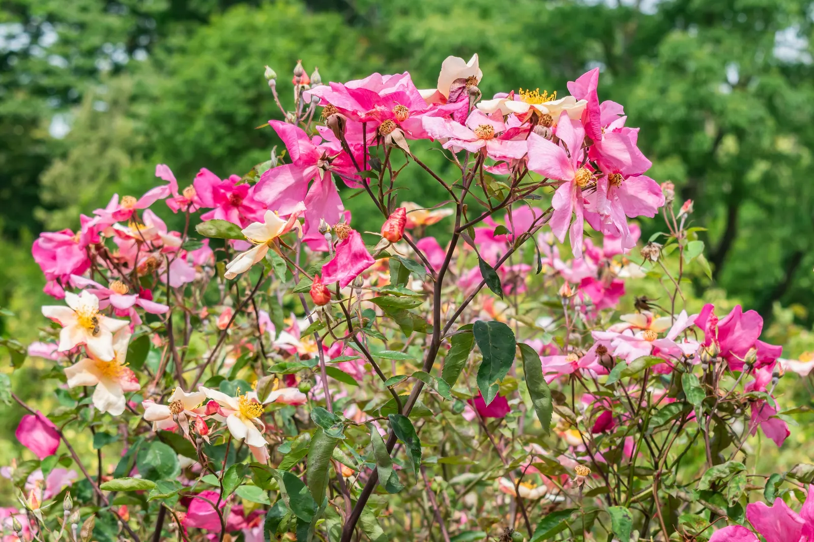 Butterfly Rose (Rosa 'Mutabilis') — Ideal for borders or specimen planting; serves as a modest backdrop for the vibrant flowers which continue from, image 59
