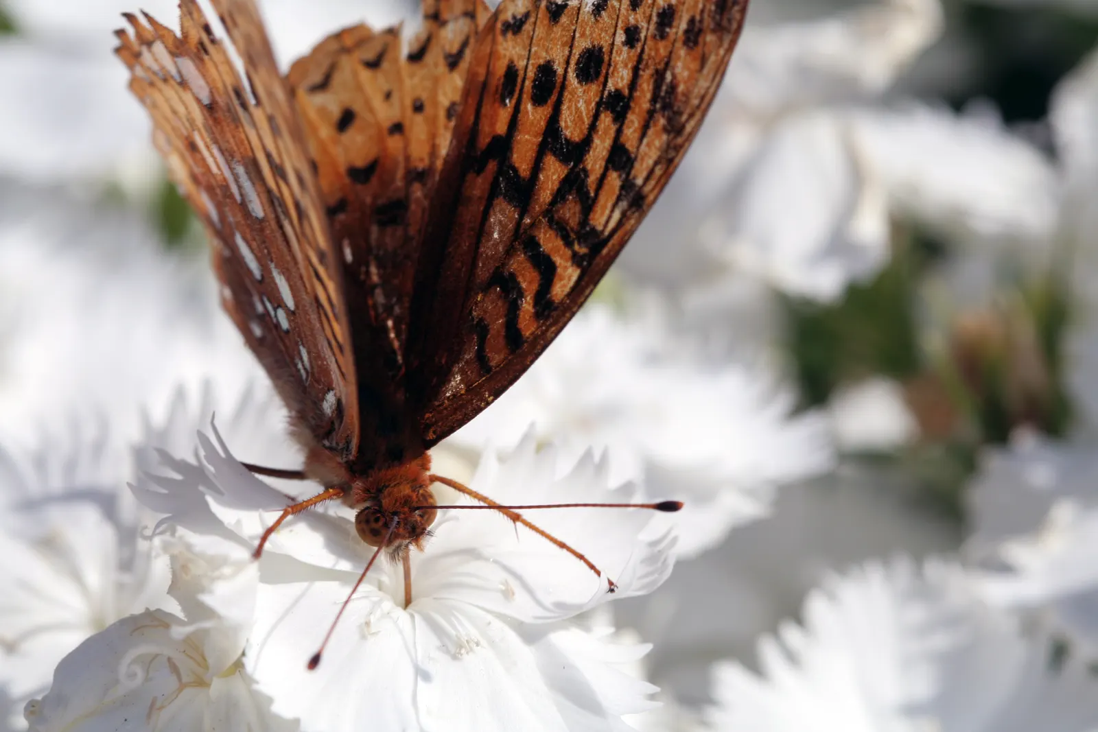 Butterfly Rose (Rosa 'Mutabilis') — integrate Rosa 'Mutabilis' in a location that offers adequate space for its mature size; charmingly referred to, image 88