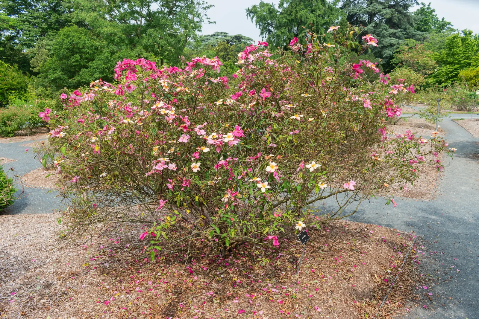 Butterfly Rose (Rosa 'Mutabilis') — charmingly referred to as the Butterfly Rose; ensuring it's not crowded by other plants, image 81